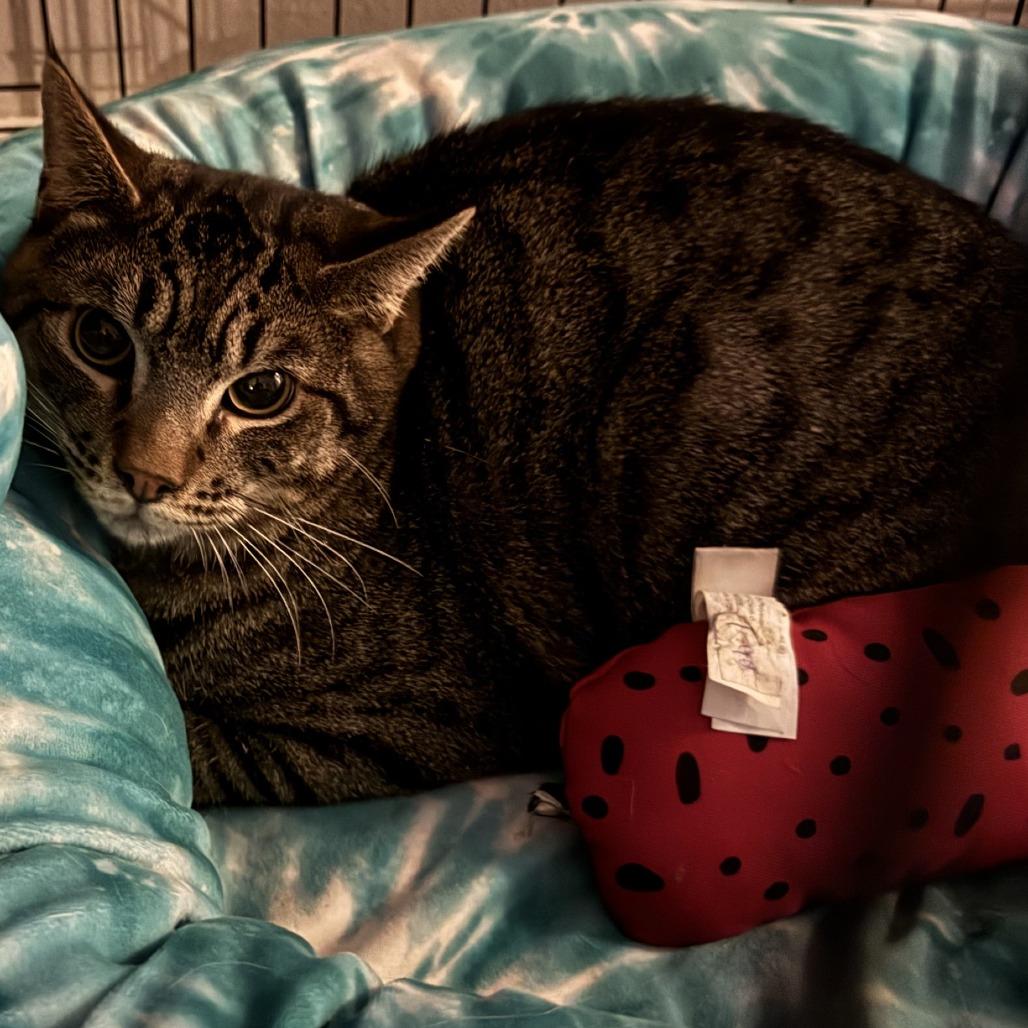 Enlarge Horton, a Adoptable Domestic Short Hair in Layton, UT image 1/2