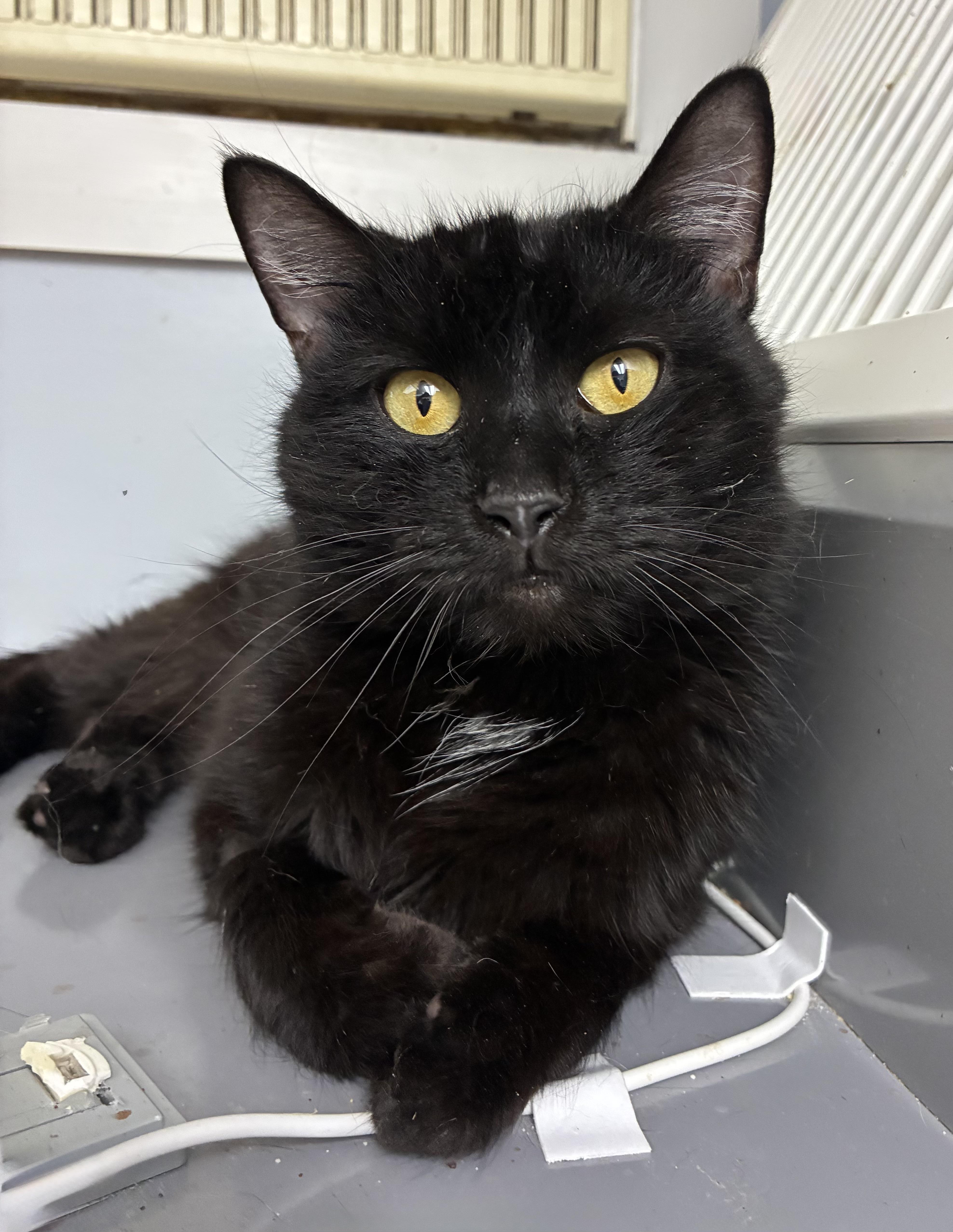 Molly - Adopted | Petfinder