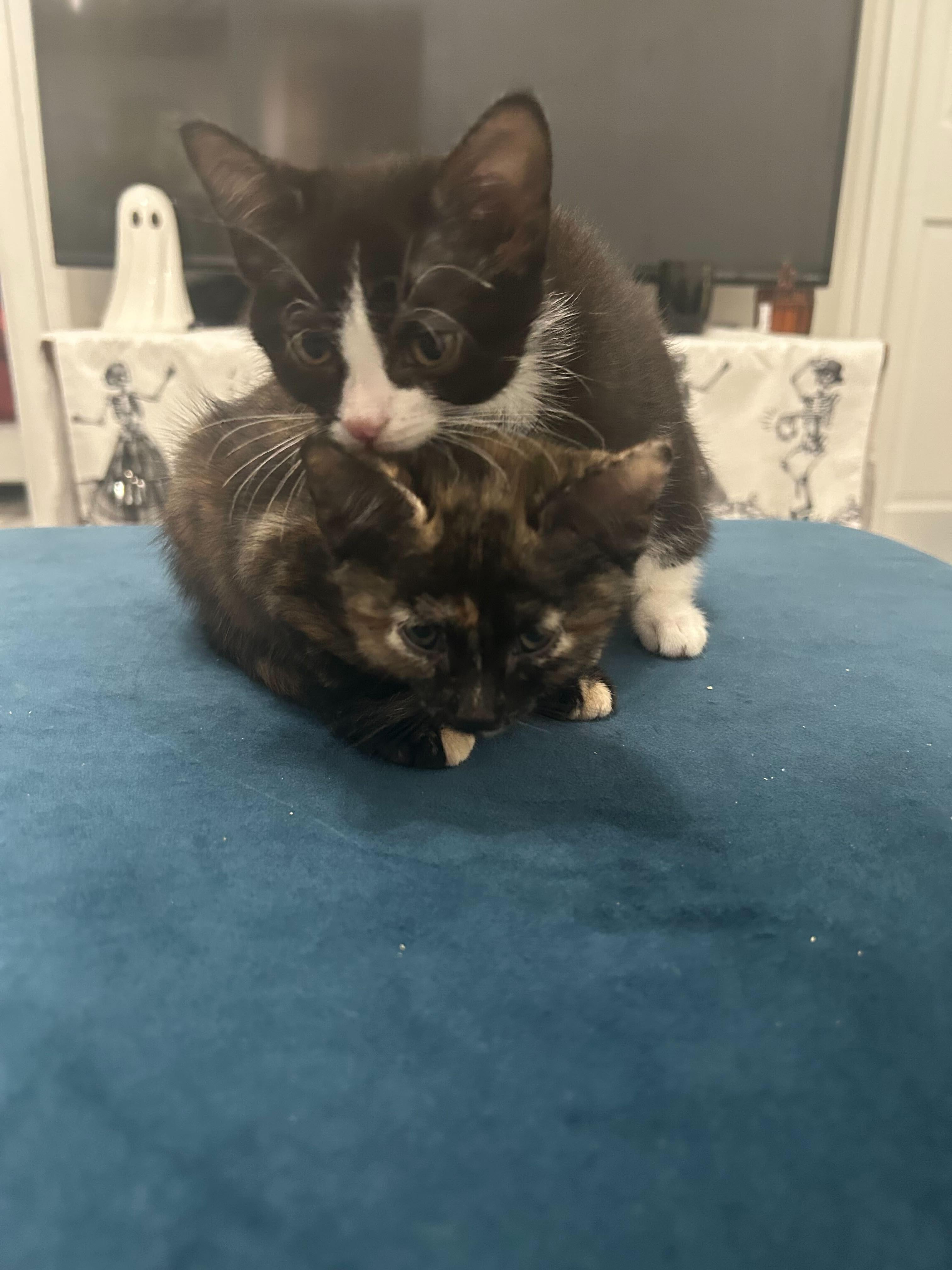 Lafufu (bonded to Labubu), Adoptable, Kitten Female Domestic Short Hair.