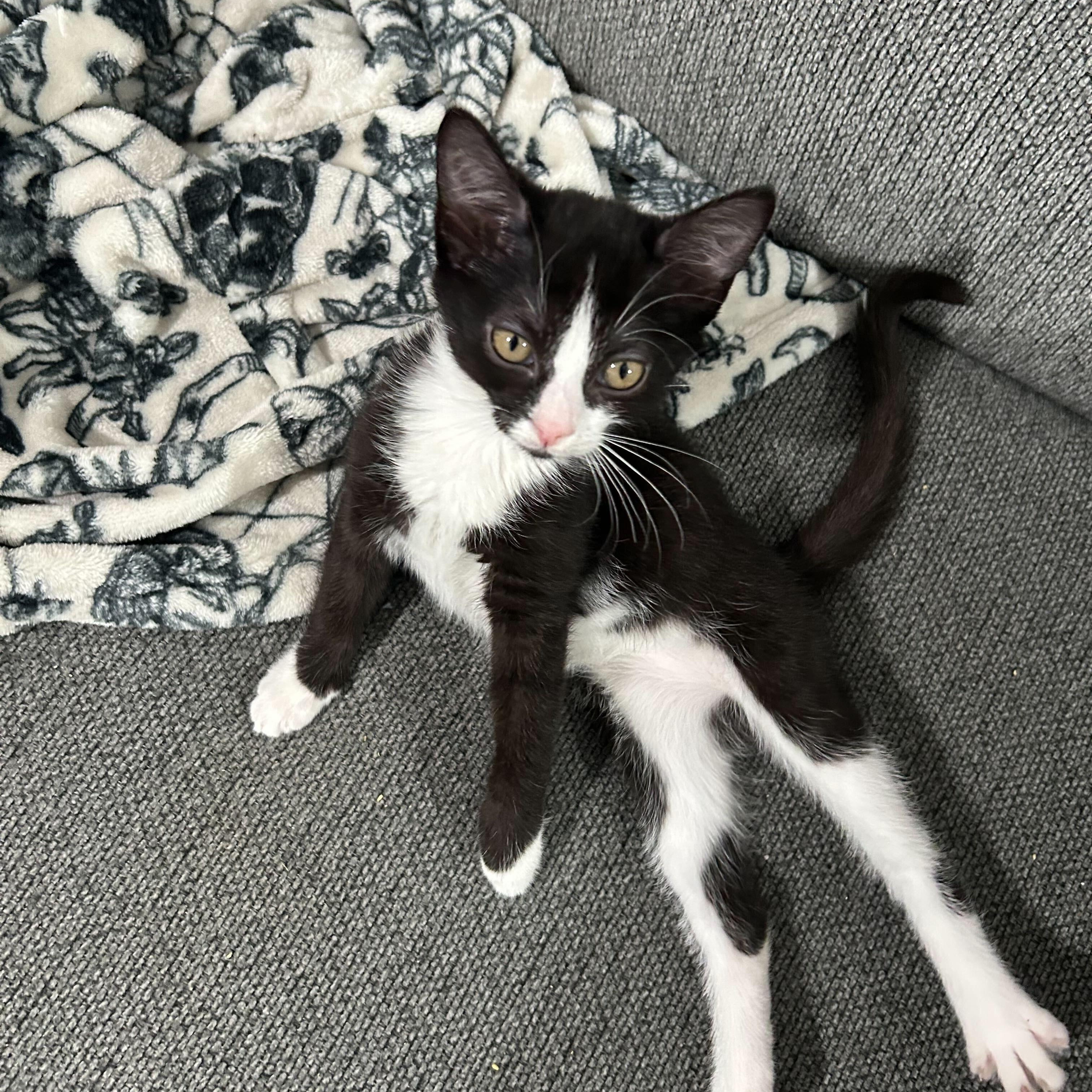 Enlarge Lafufu (bonded to Labubu), a Adoptable Domestic Short Hair in Long Island City, NY image 2/3