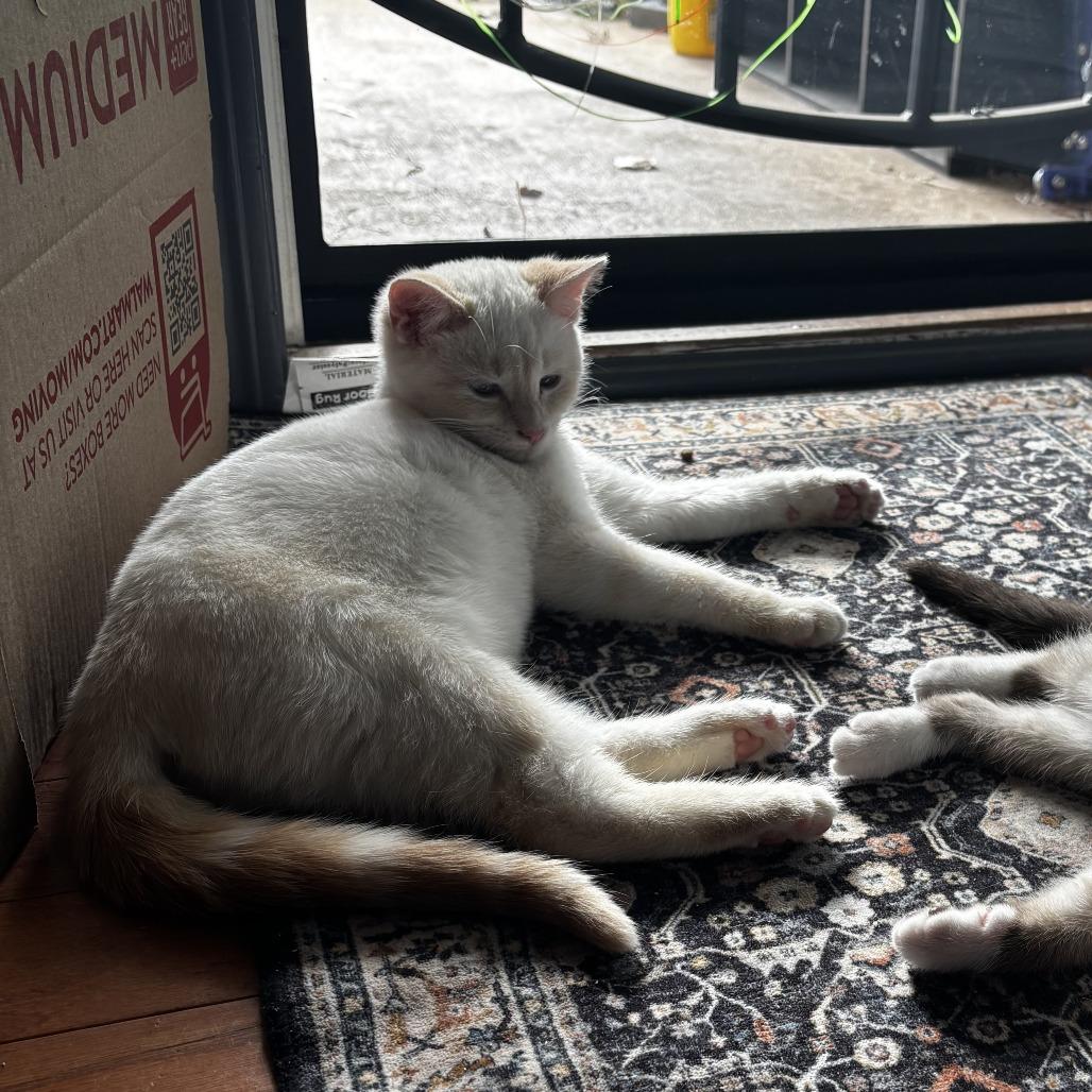 Juice Box, Adoptable, Adult Male Domestic Short Hair.