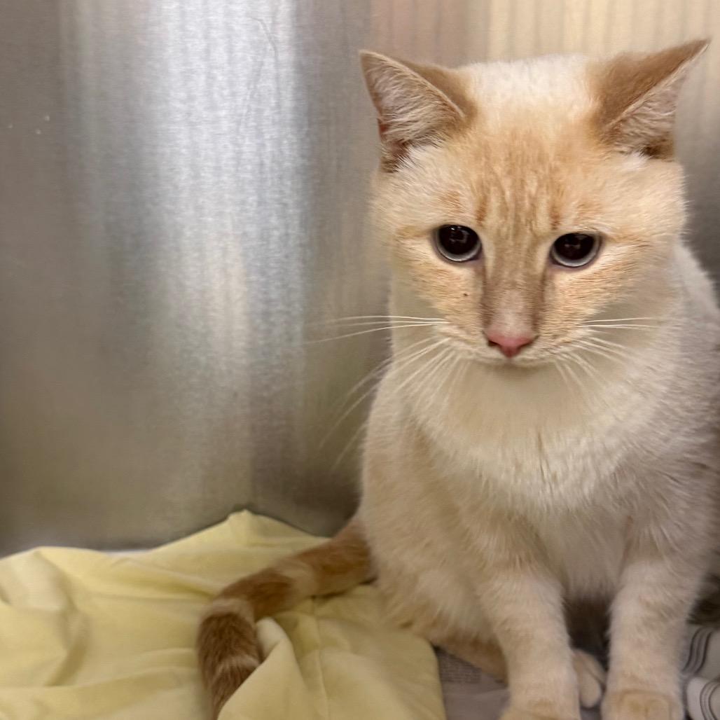 Enlarge Juice Box, a Adoptable Domestic Short Hair in Winston-Salem, NC image 2/2