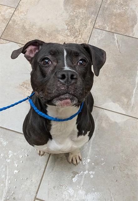 Enlarge RALPH, a Adoptable mixed breed in Killeen, TX image 1/1