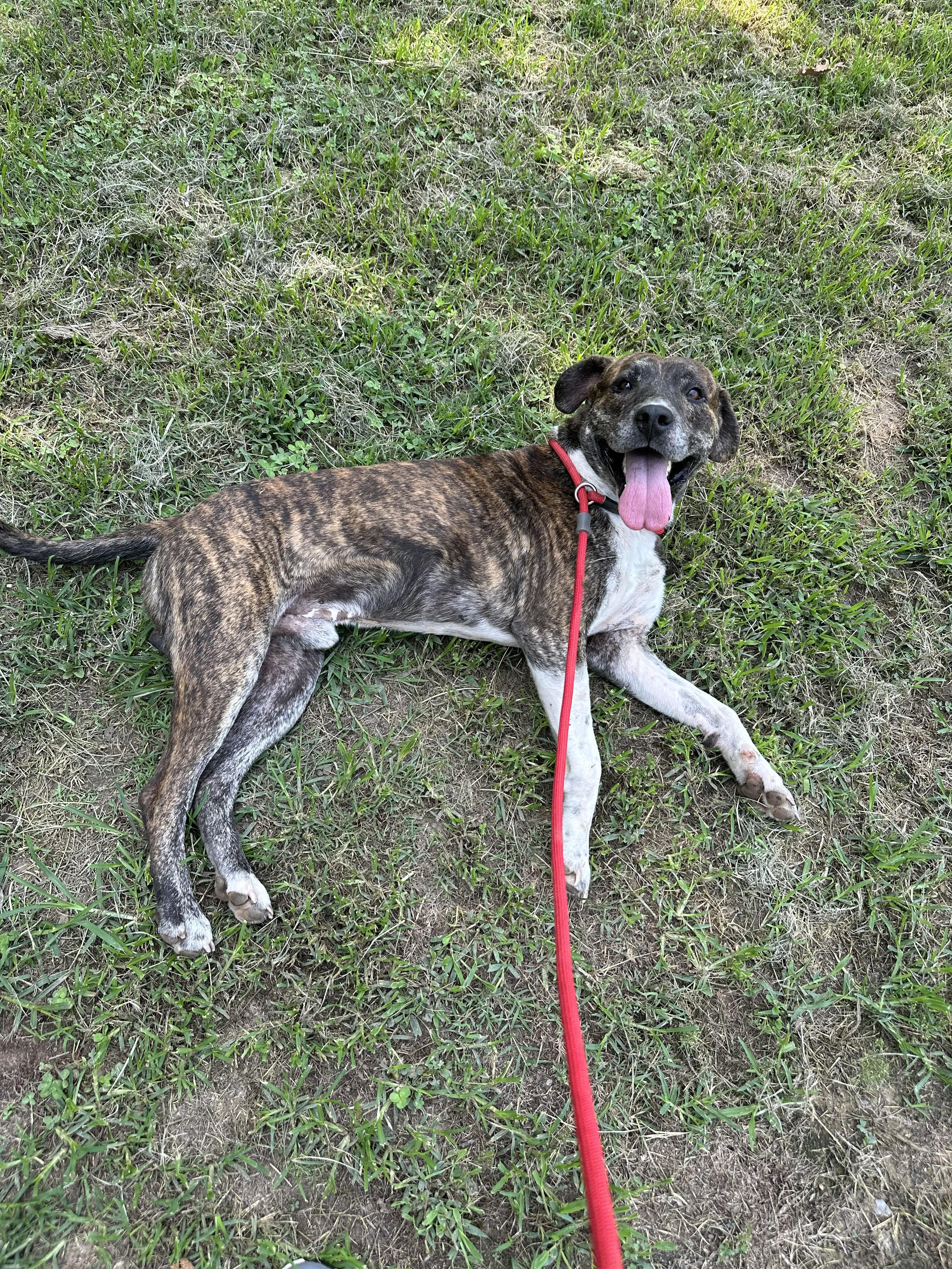 Cliff, a Adoptable mixed breed in Tahlequah, OK image 1/4