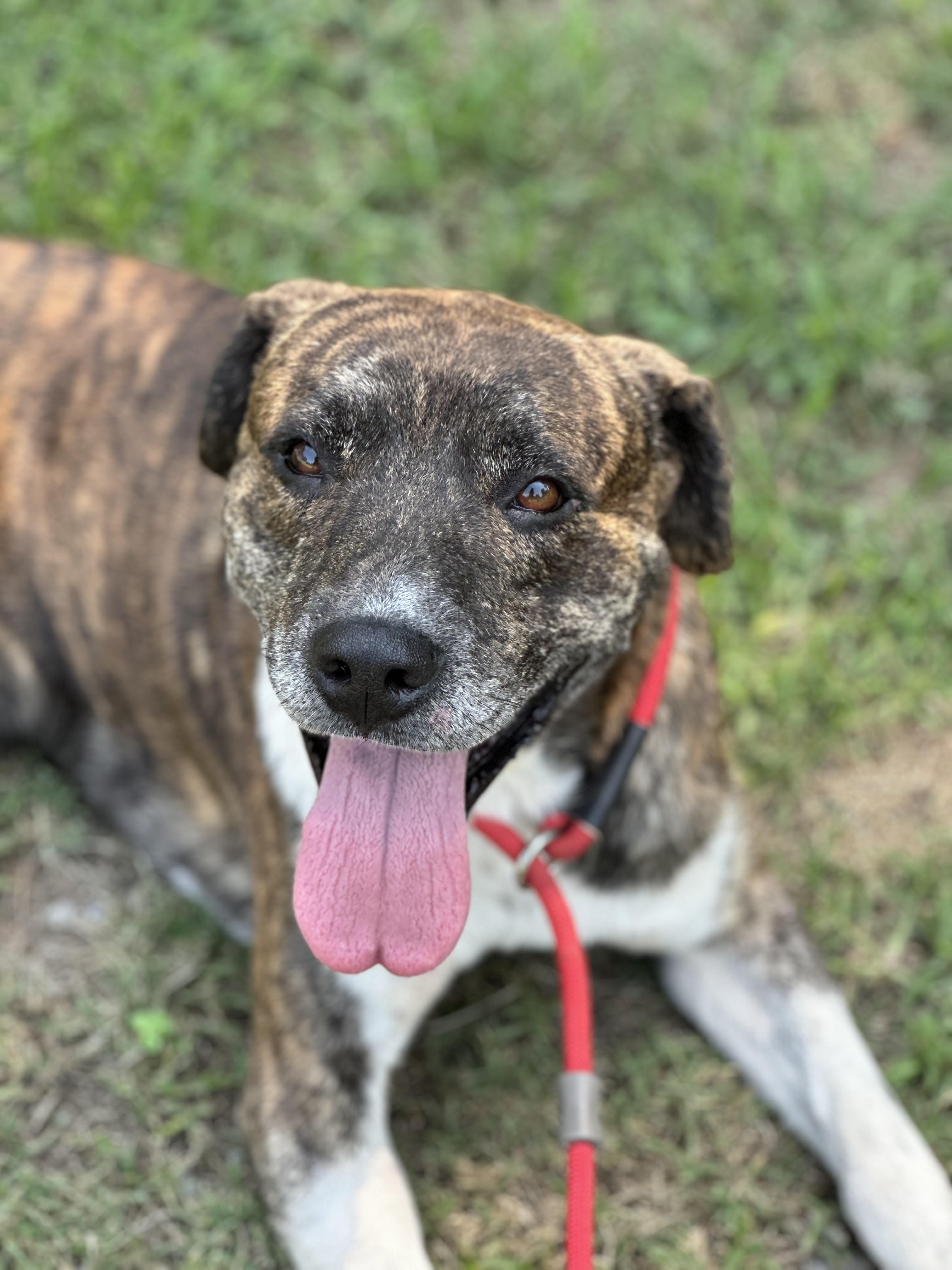 Cliff, a Adoptable mixed breed in Tahlequah, OK image 2/4