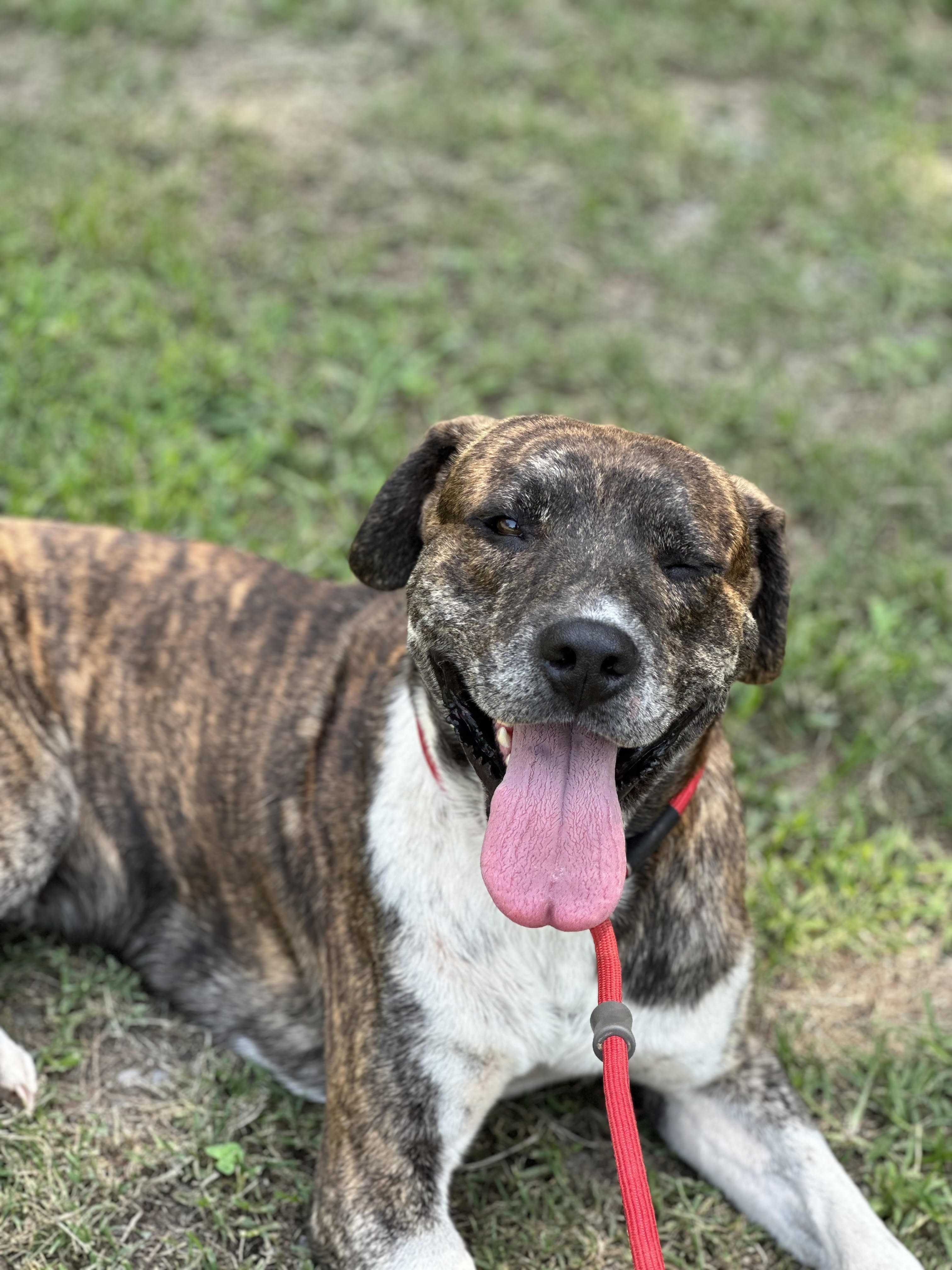 Cliff, a Adoptable mixed breed in Tahlequah, OK image 3/4