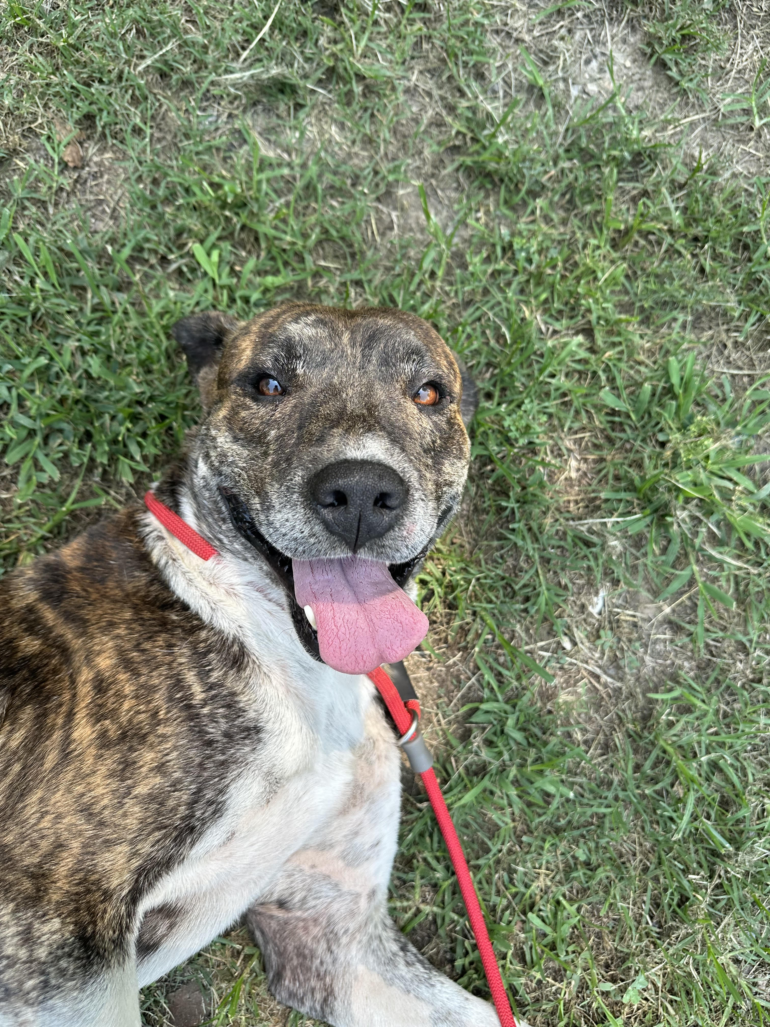 Cliff, a Adoptable mixed breed in Tahlequah, OK image 4/4
