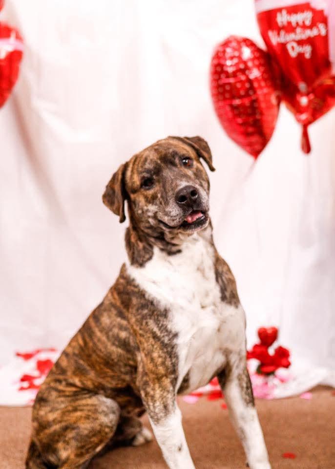 Cliff, Adoptable, Senior Male Plott Hound & Mountain Cur.