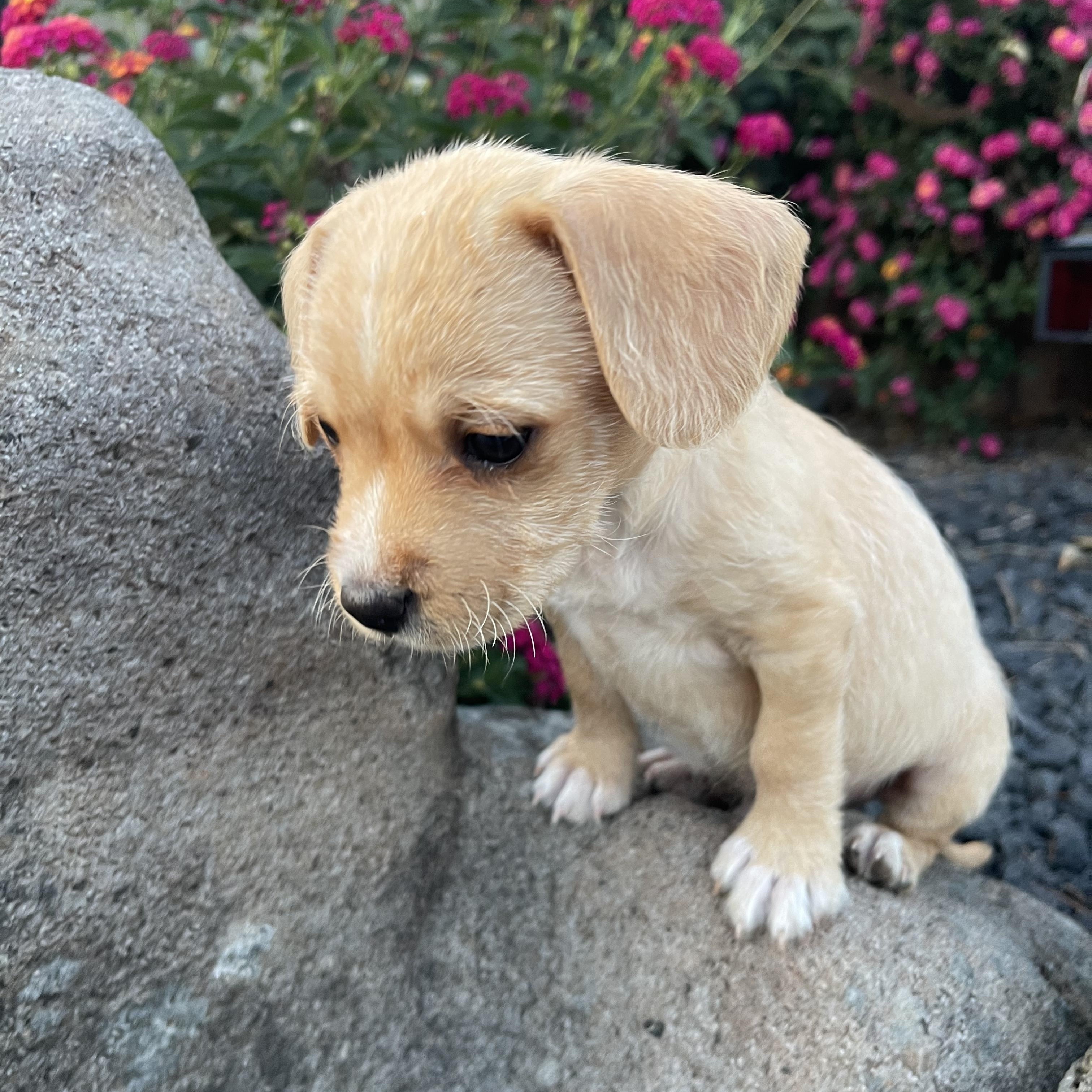 Sammy, an adopted mixed breed in Vacaville, CA image 2/4