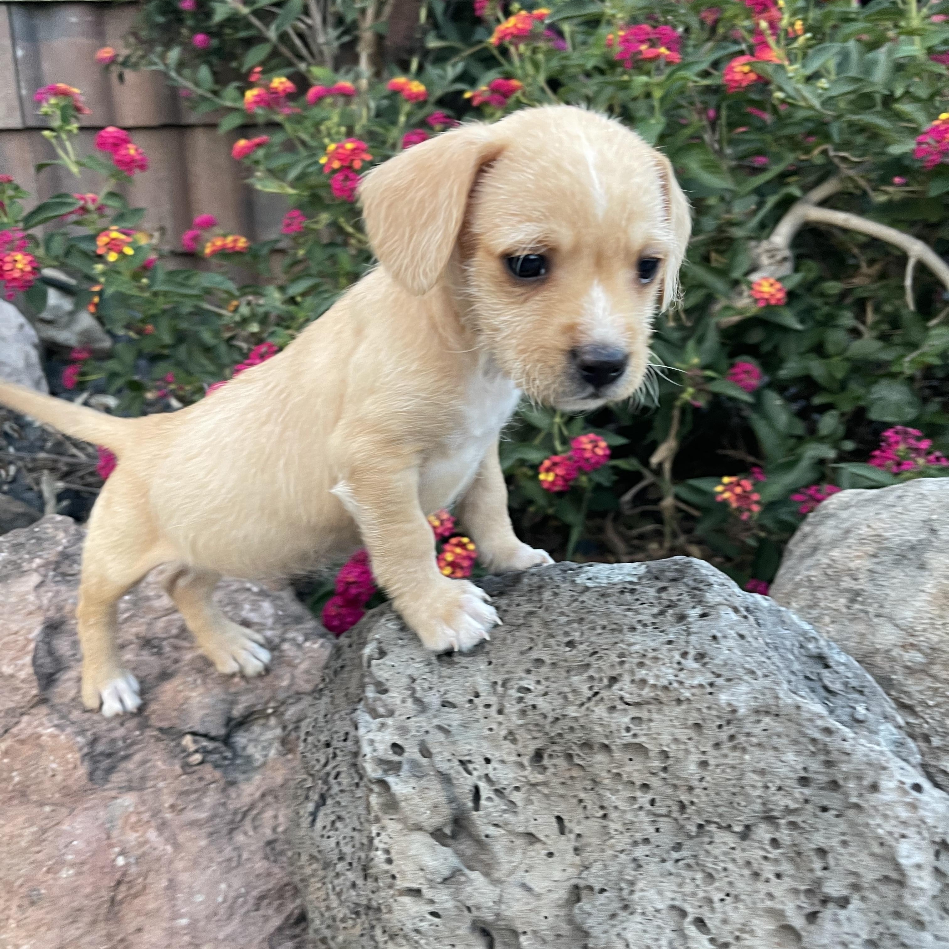 Sammy, an adopted mixed breed in Vacaville, CA image 3/4