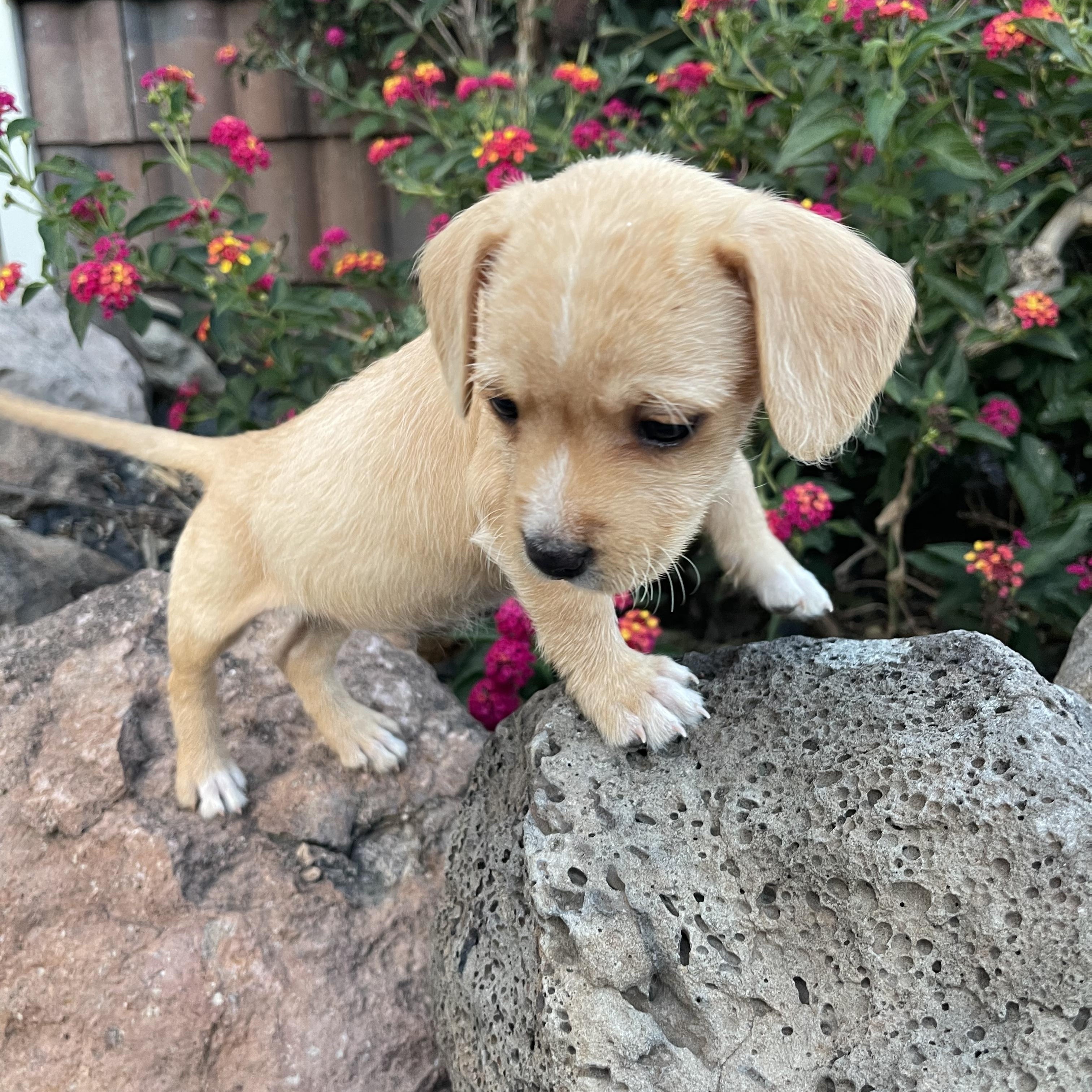 Sammy, an adopted mixed breed in Vacaville, CA image 4/4