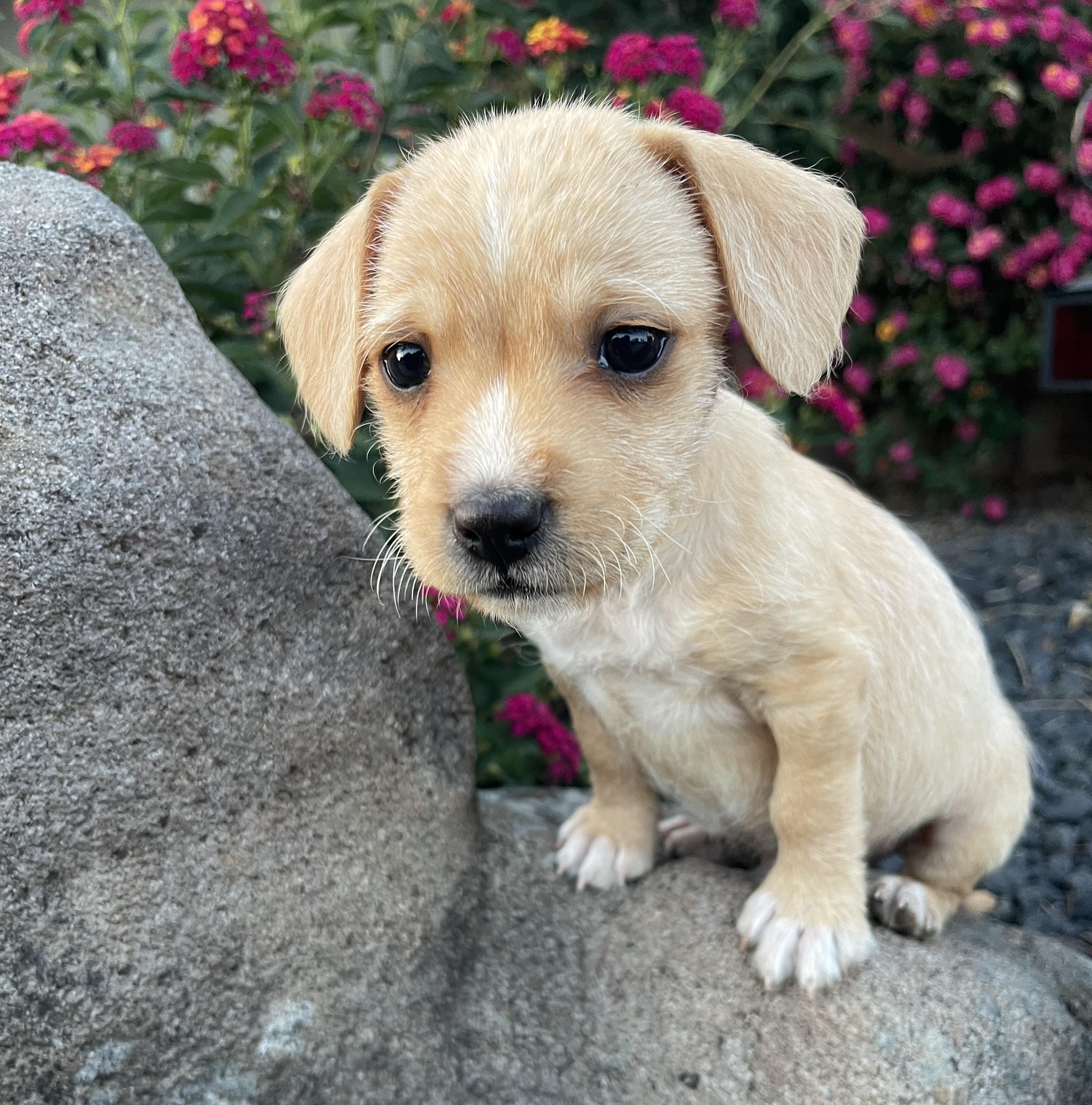 Sammy, an adopted mixed breed in Vacaville, CA image 1/4