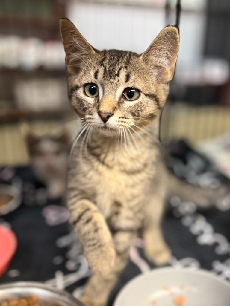 Memphis, a Adoptable mixed breed in Lockhart, TX image 2/3
