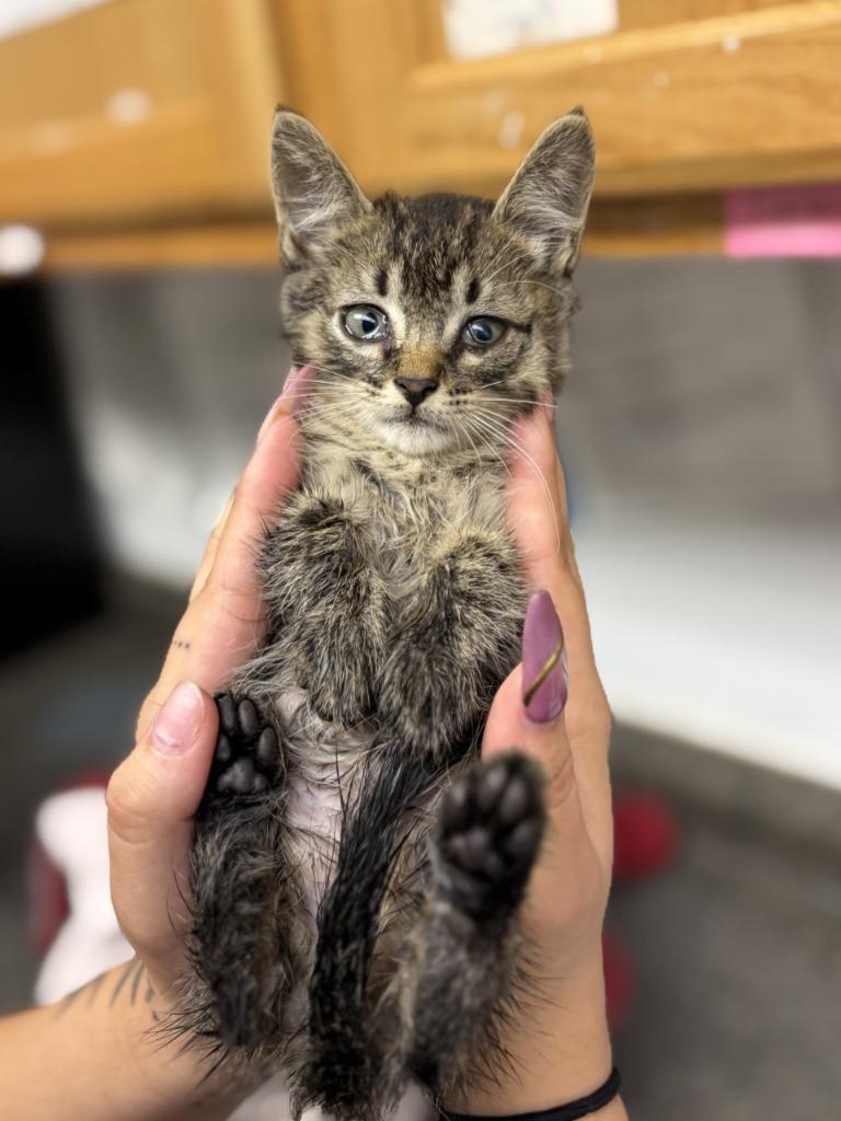 Memphis, a Adoptable mixed breed in Lockhart, TX image 3/3