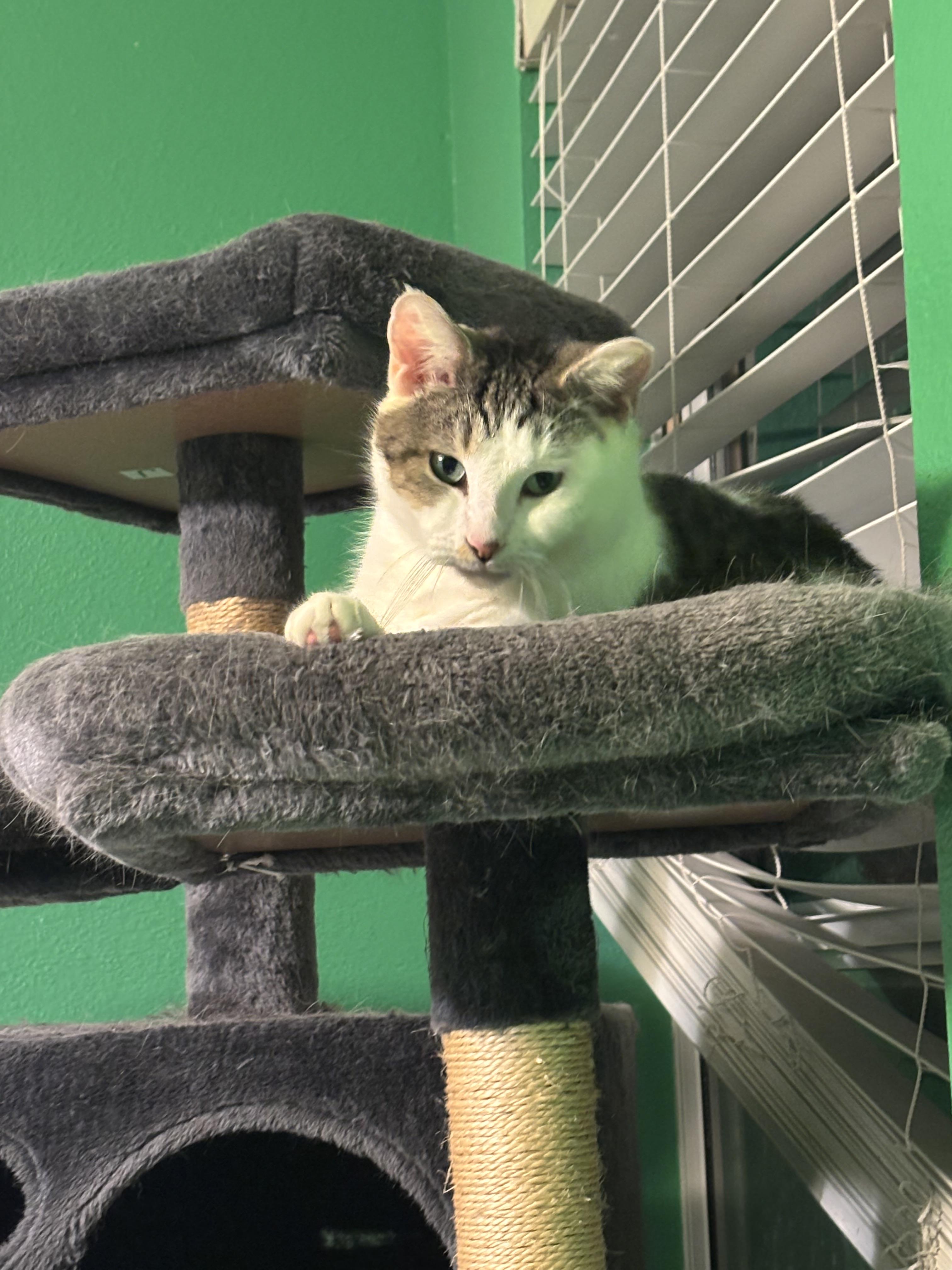 Enlarge Max , a Adoptable Domestic Short Hair in Boston, MA image 6/6