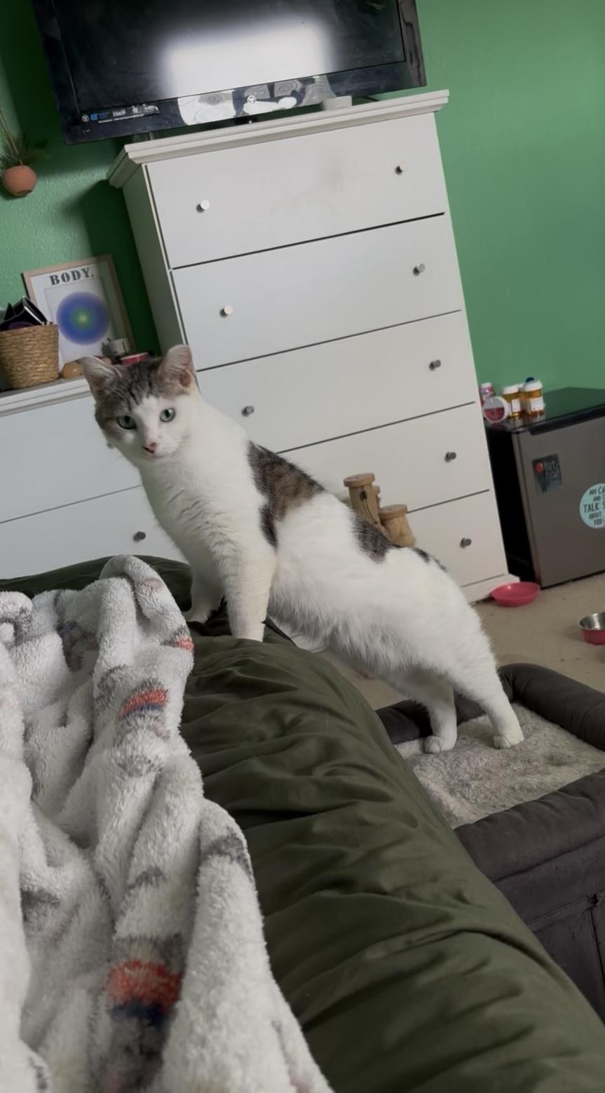 Enlarge Max , a Adoptable Domestic Short Hair in Boston, MA image 2/6