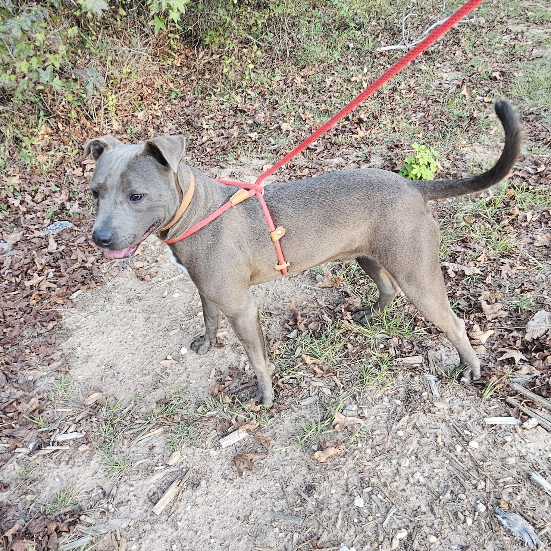 Enlarge Bluey, a Adoptable mixed breed in Willis, TX image 3/5
