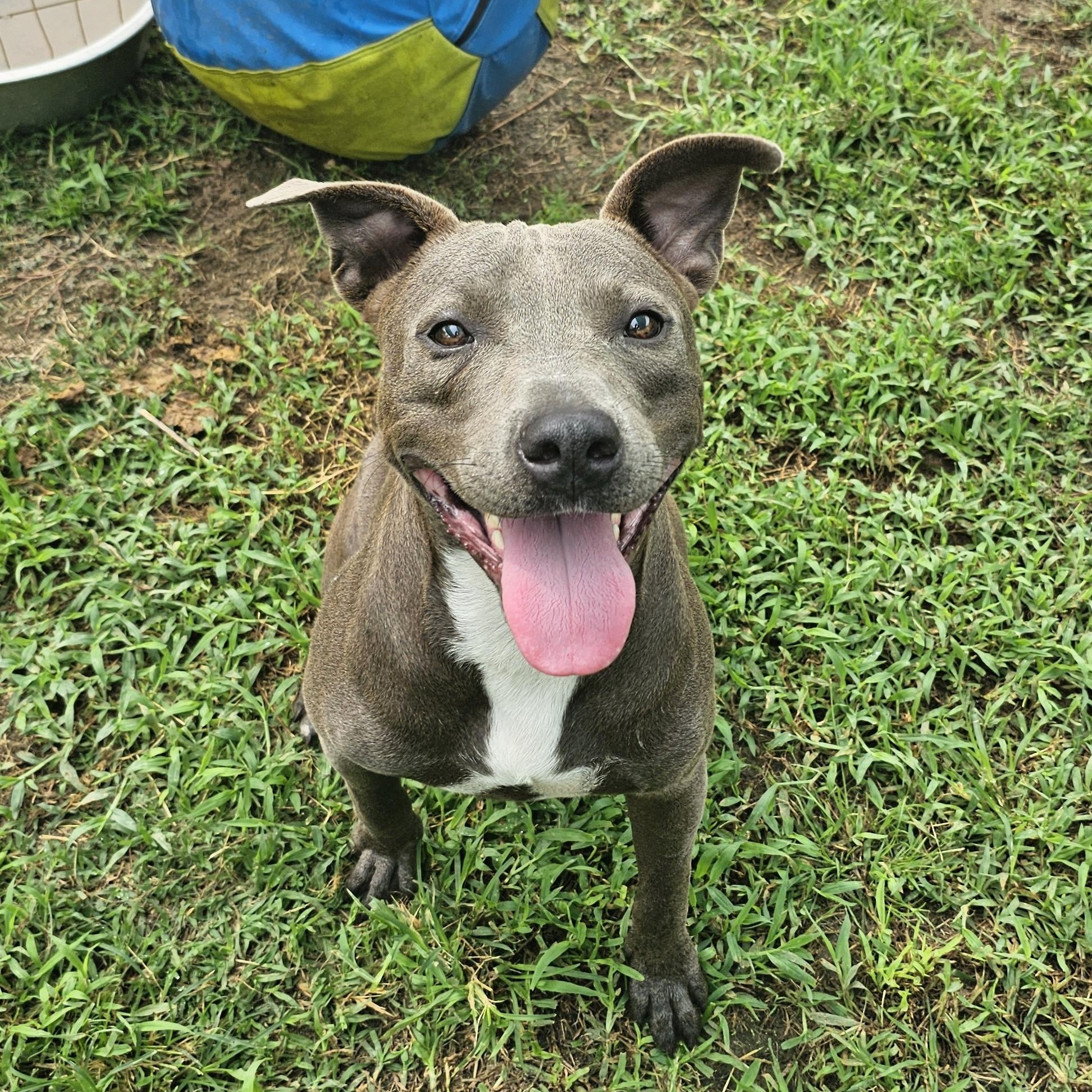 Enlarge Bluey, a Adoptable mixed breed in Willis, TX image 2/5
