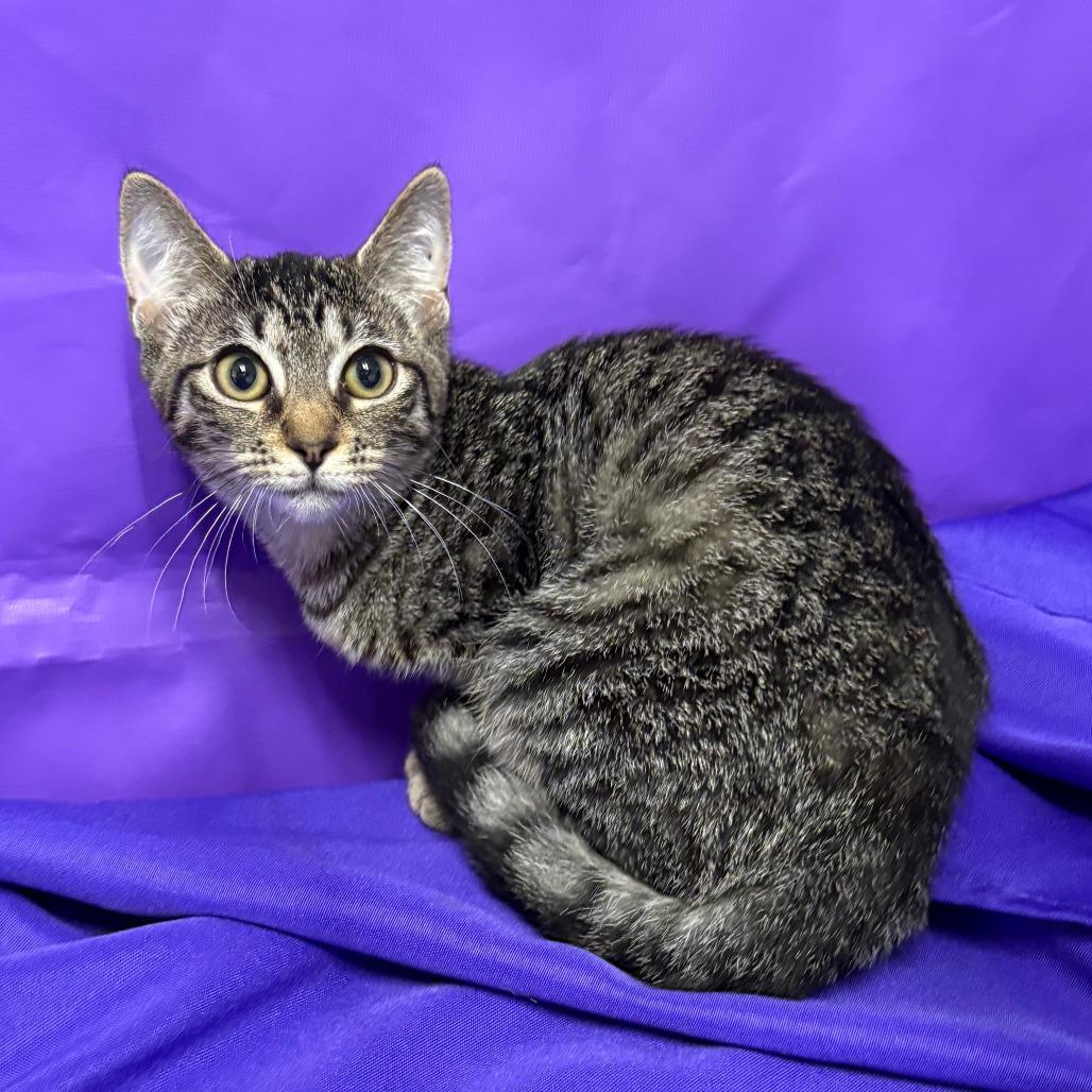 Enlarge Elsie, a Adoptable Domestic Medium Hair in North Myrtle Beach, SC image 1/1