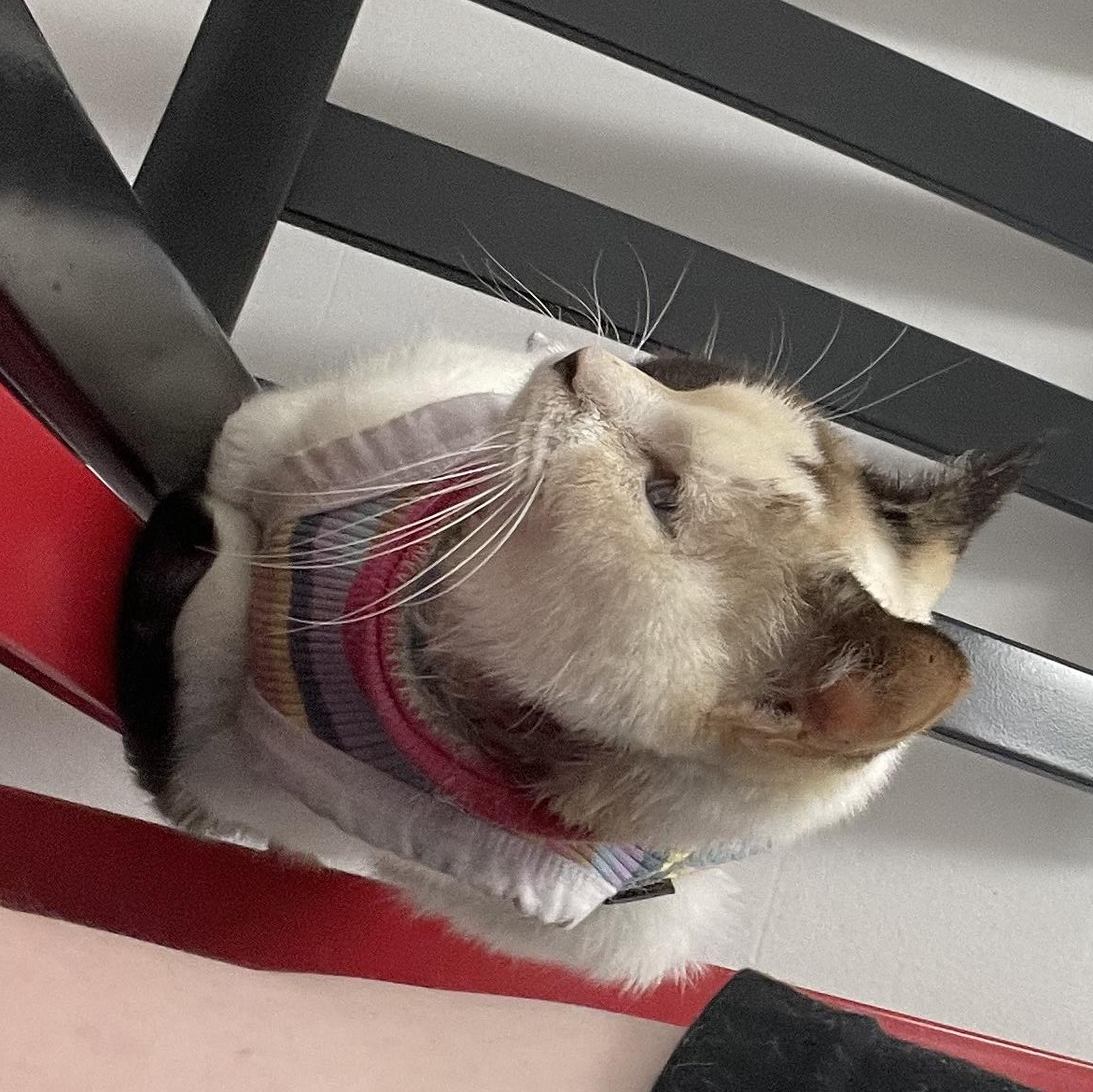 Pyewacket, an adoptable Snowshoe, Domestic Short Hair in Houston, TX, 77059 | Photo Image 4