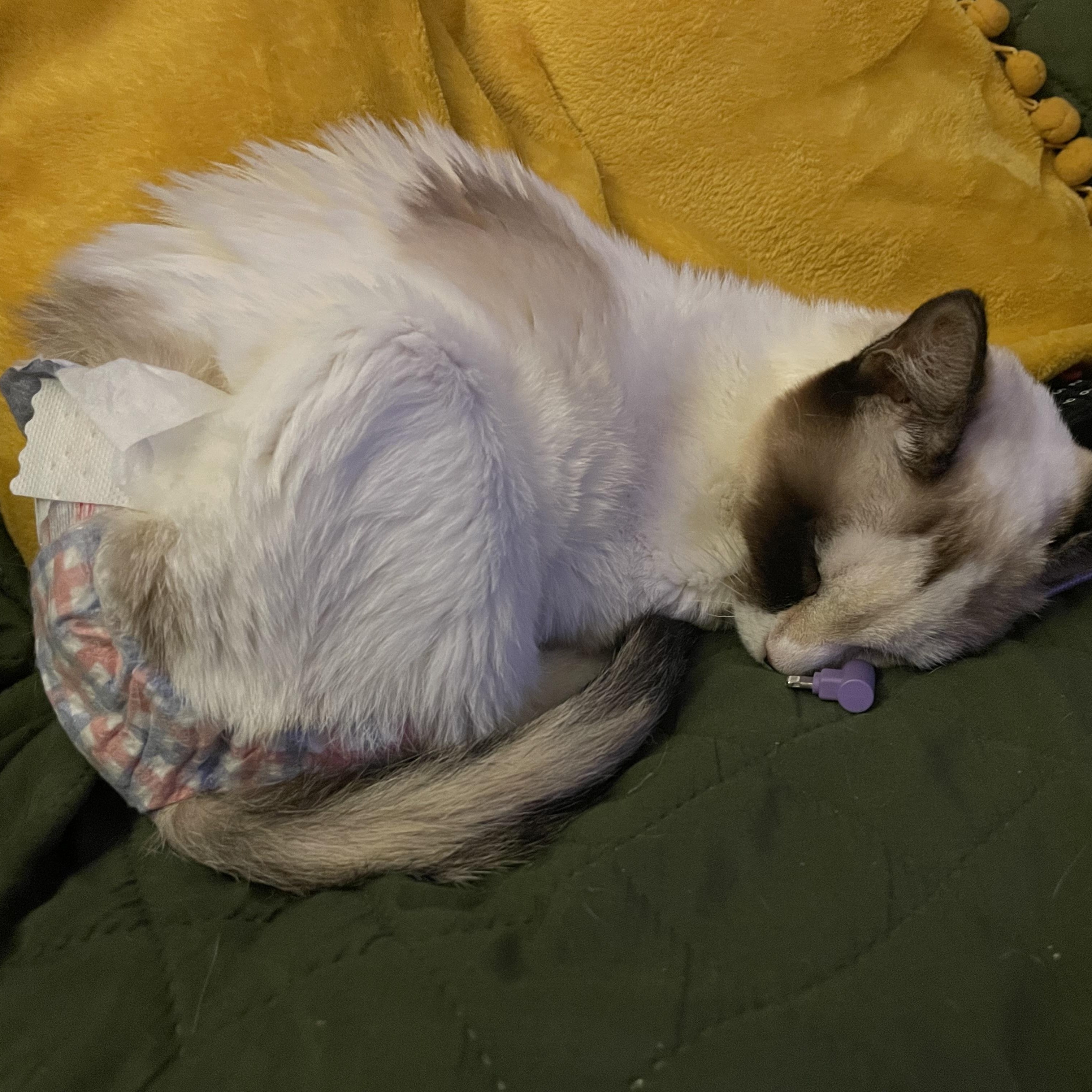 Pyewacket, an adoptable Snowshoe, Domestic Short Hair in Houston, TX, 77059 | Photo Image 3