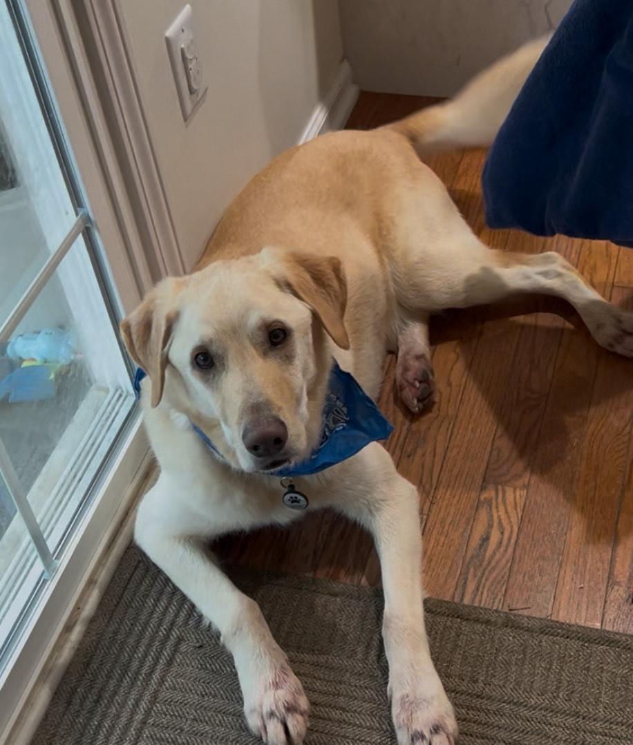 Enlarge Butters, a Adoptable Labrador Retriever in Indianapolis, IN image 1/4