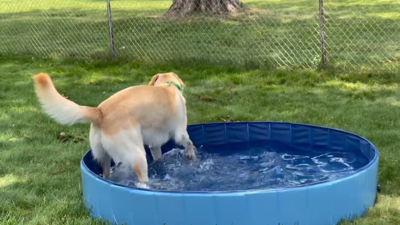 Enlarge Butters, a Adoptable Labrador Retriever in Indianapolis, IN video 3/4