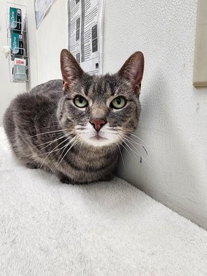 Checkers - Sweet Senior Girl!, ADOPTABLE, Senior Female Domestic Short Hair.