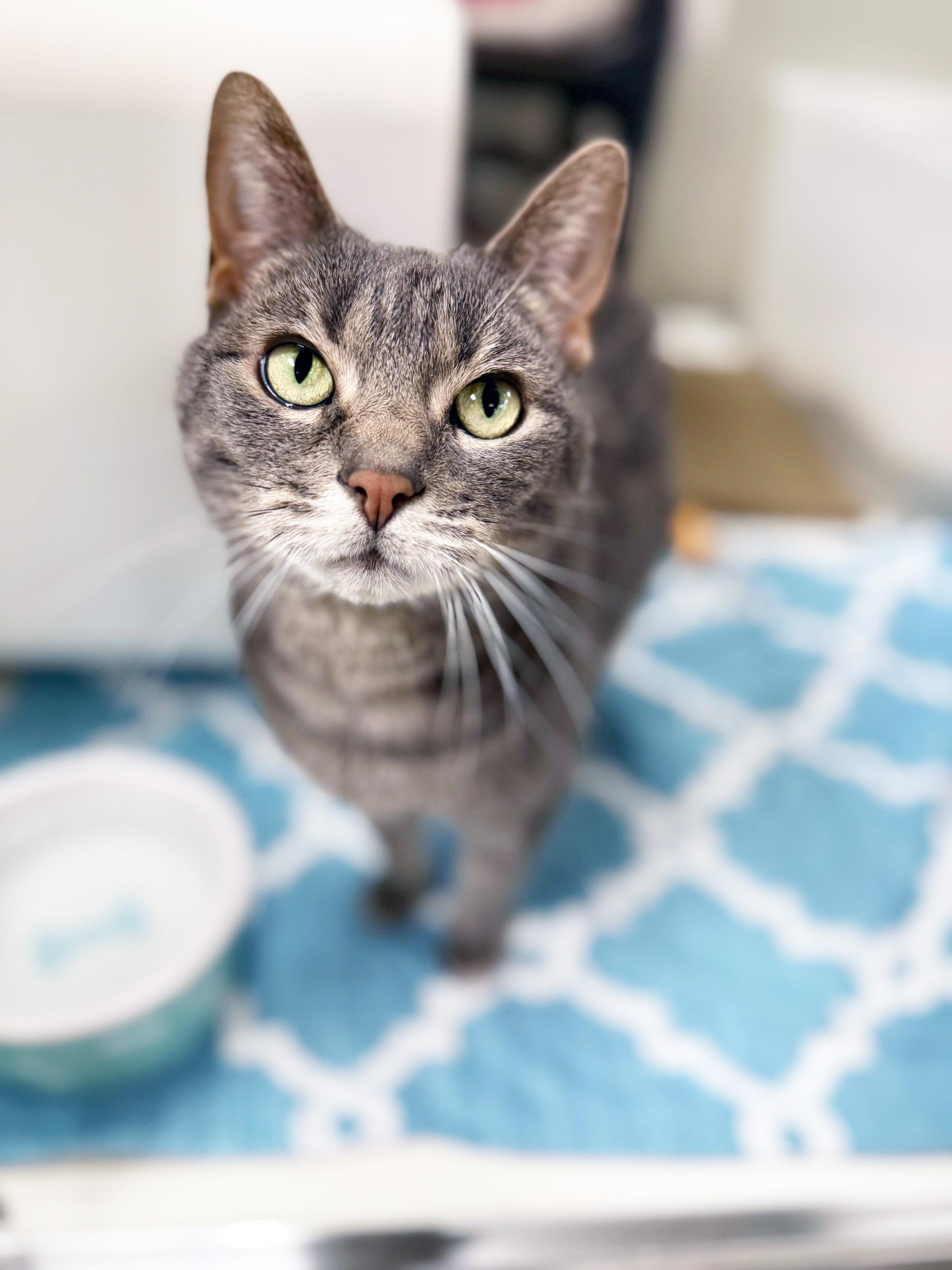 Checkers - friendly sweetheart, good with kids!, ADOPTABLE, Senior Female Domestic Short Hair.