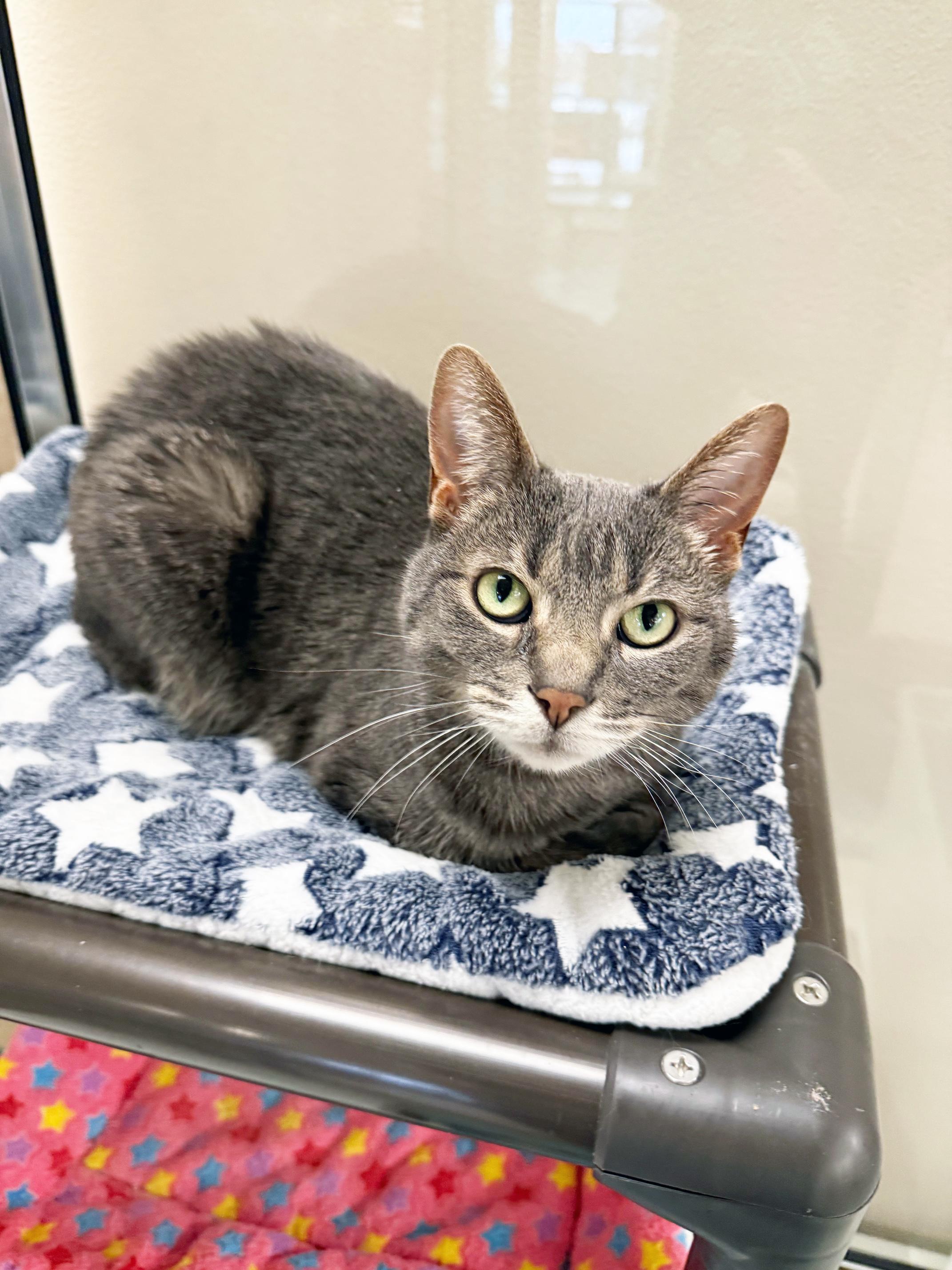 Enlarge Checkers - friendly sweetheart, good with kids!, a ADOPTABLE Domestic Short Hair in Oshkosh, WI image 3/6