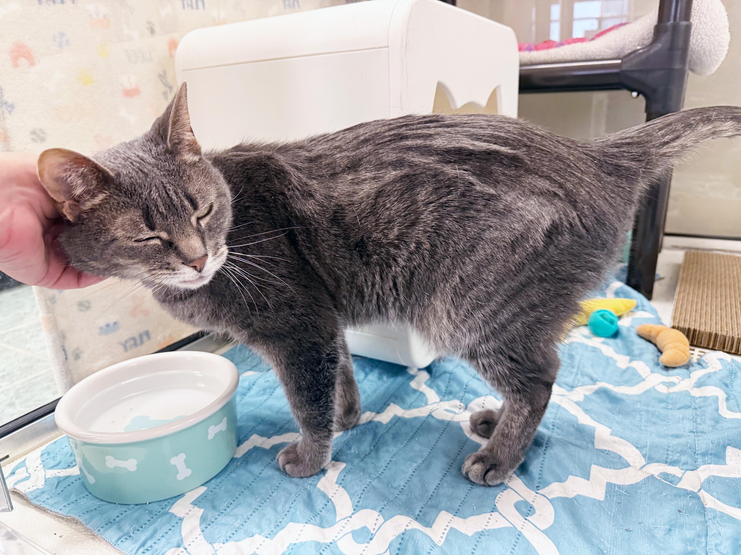 Enlarge Checkers - friendly sweetheart, good with kids!, a ADOPTABLE Domestic Short Hair in Oshkosh, WI image 2/6