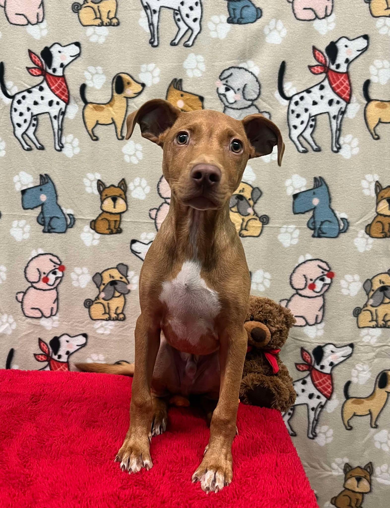 Oregano, an adopted Pit Bull Terrier Mix in Jackson, TN_image-1