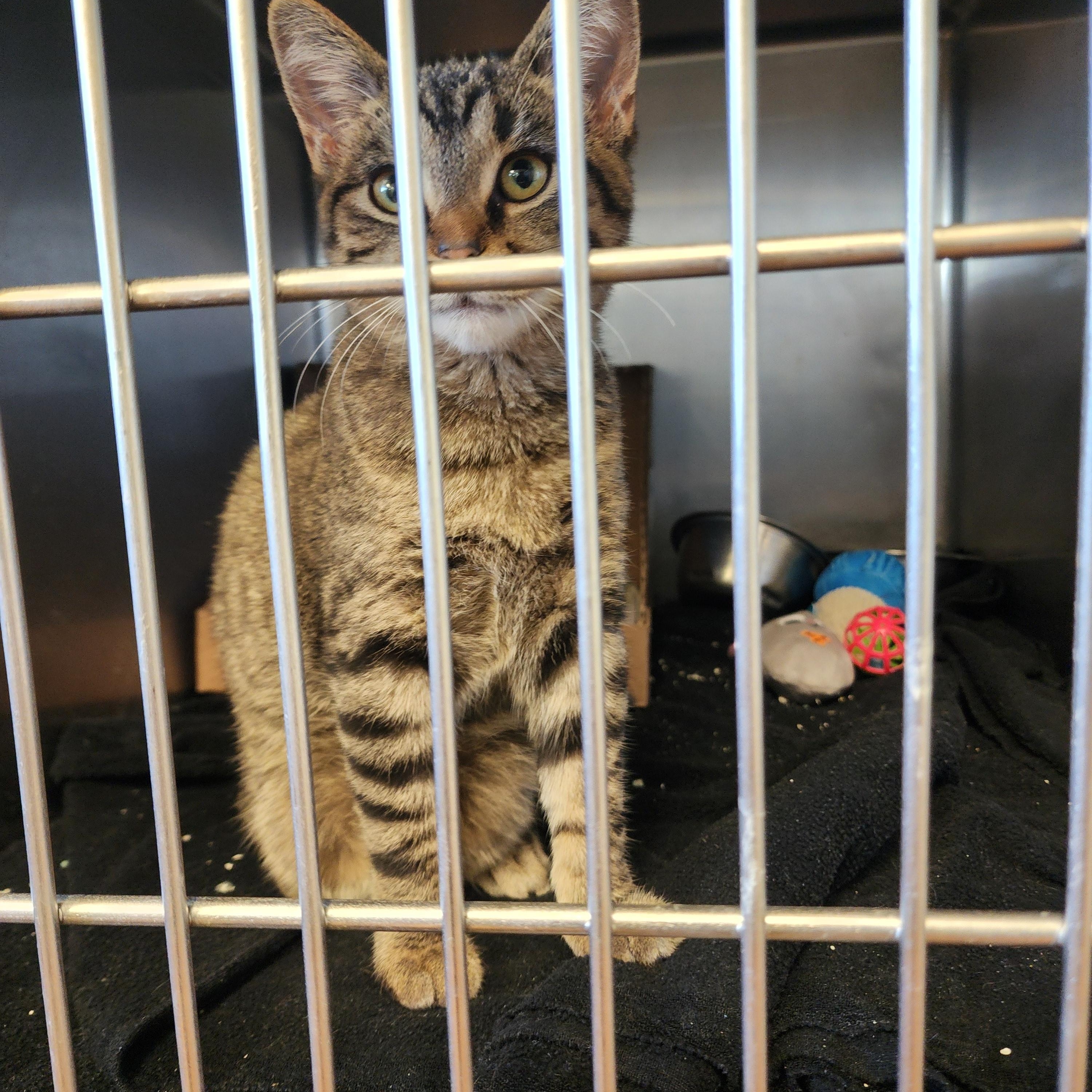 Enlarge Sprinkles, a Adoptable Domestic Short Hair in Marinette, WI image 1/3