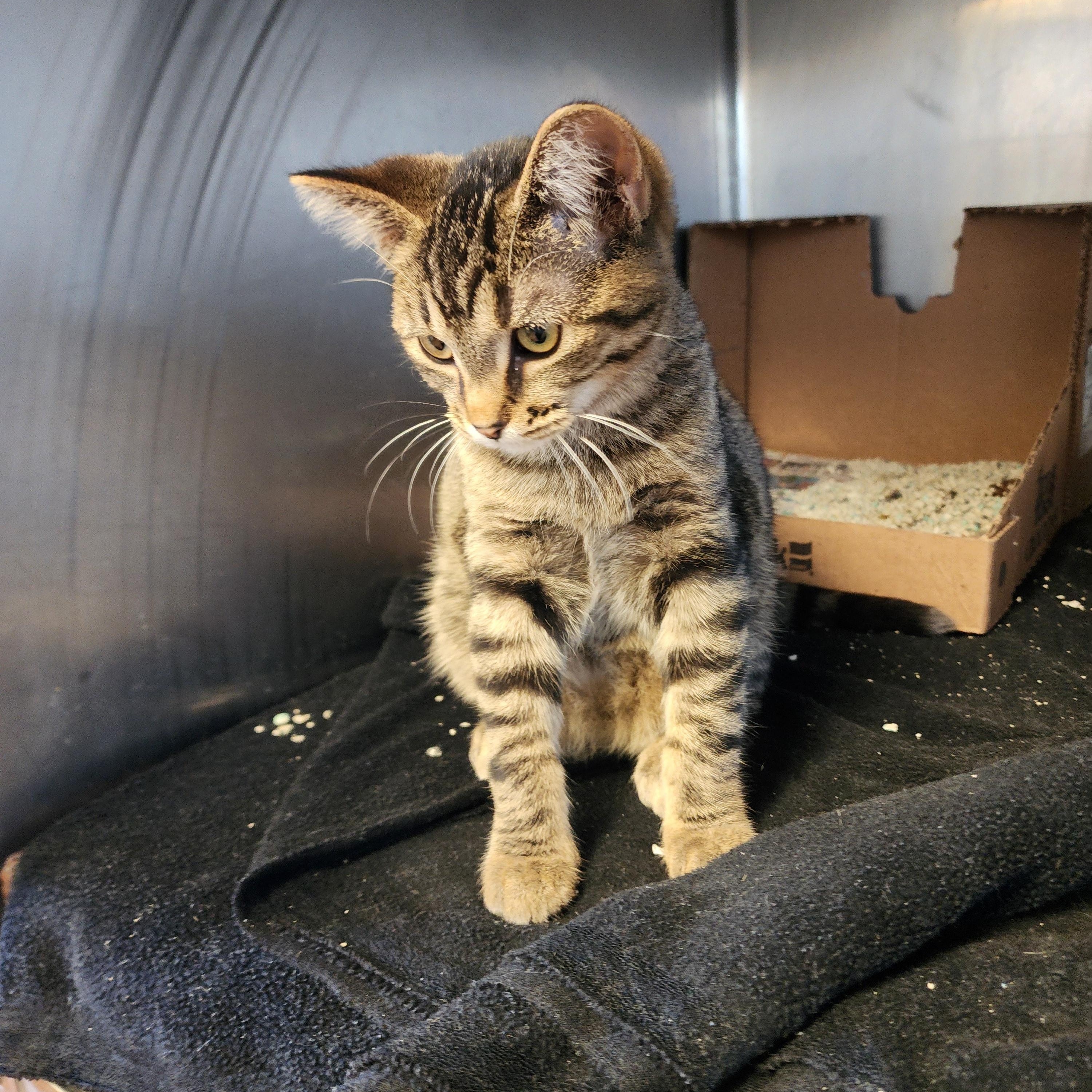 Enlarge Sprinkles, a Adoptable Domestic Short Hair in Marinette, WI image 2/3