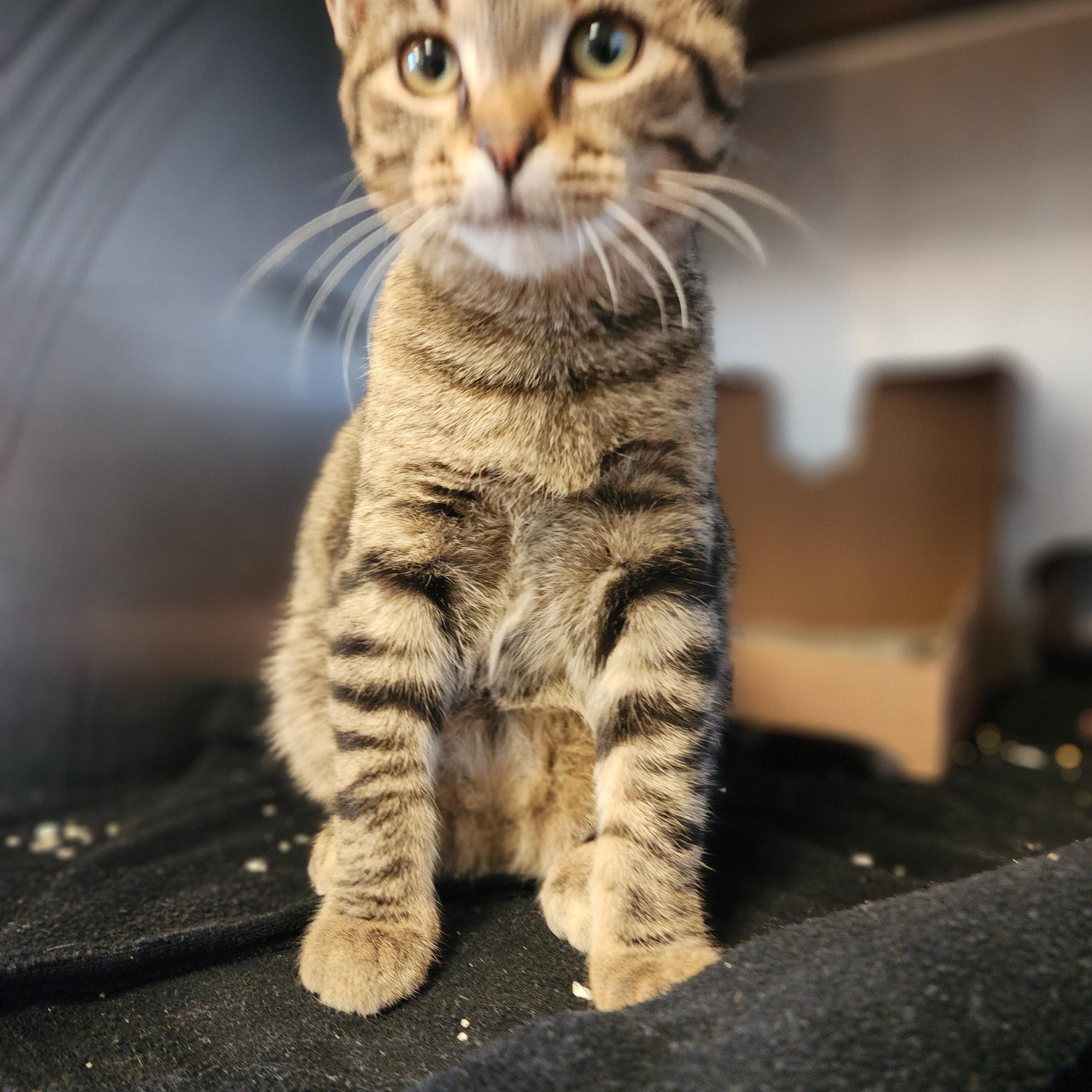 Enlarge Sprinkles, a Adoptable Domestic Short Hair in Marinette, WI image 3/3