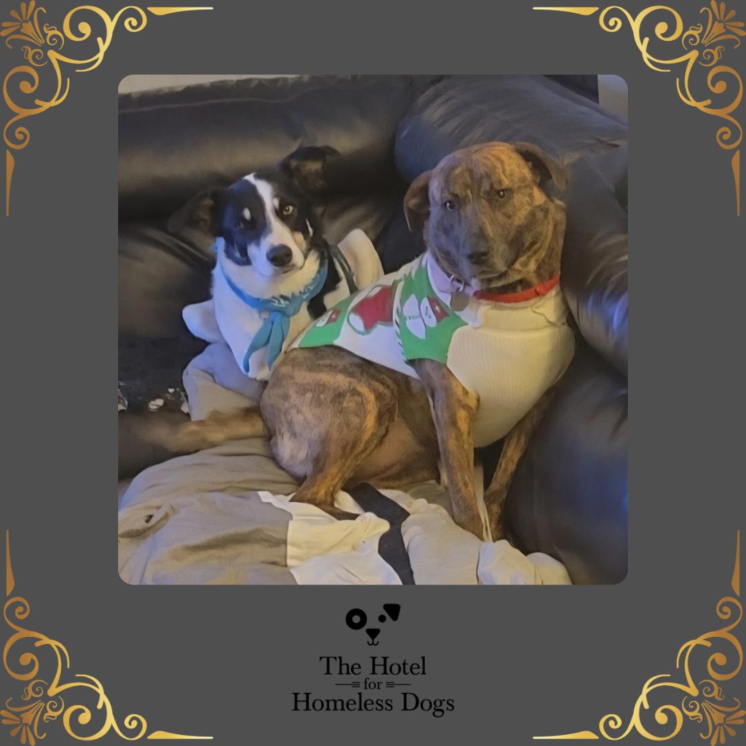 **Bonded Pair** Sadie & Einstein