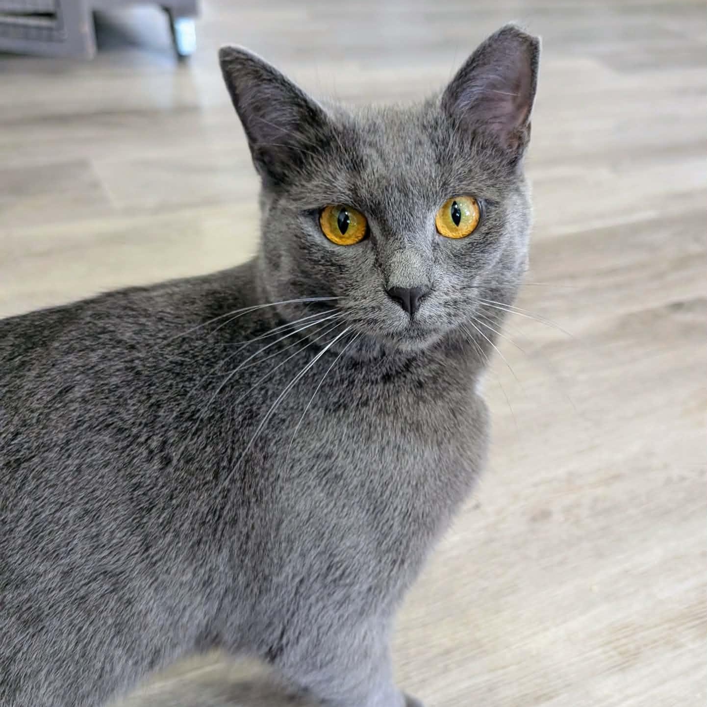 Smokey, ADOPTABLE, Adult Female Domestic Short Hair.