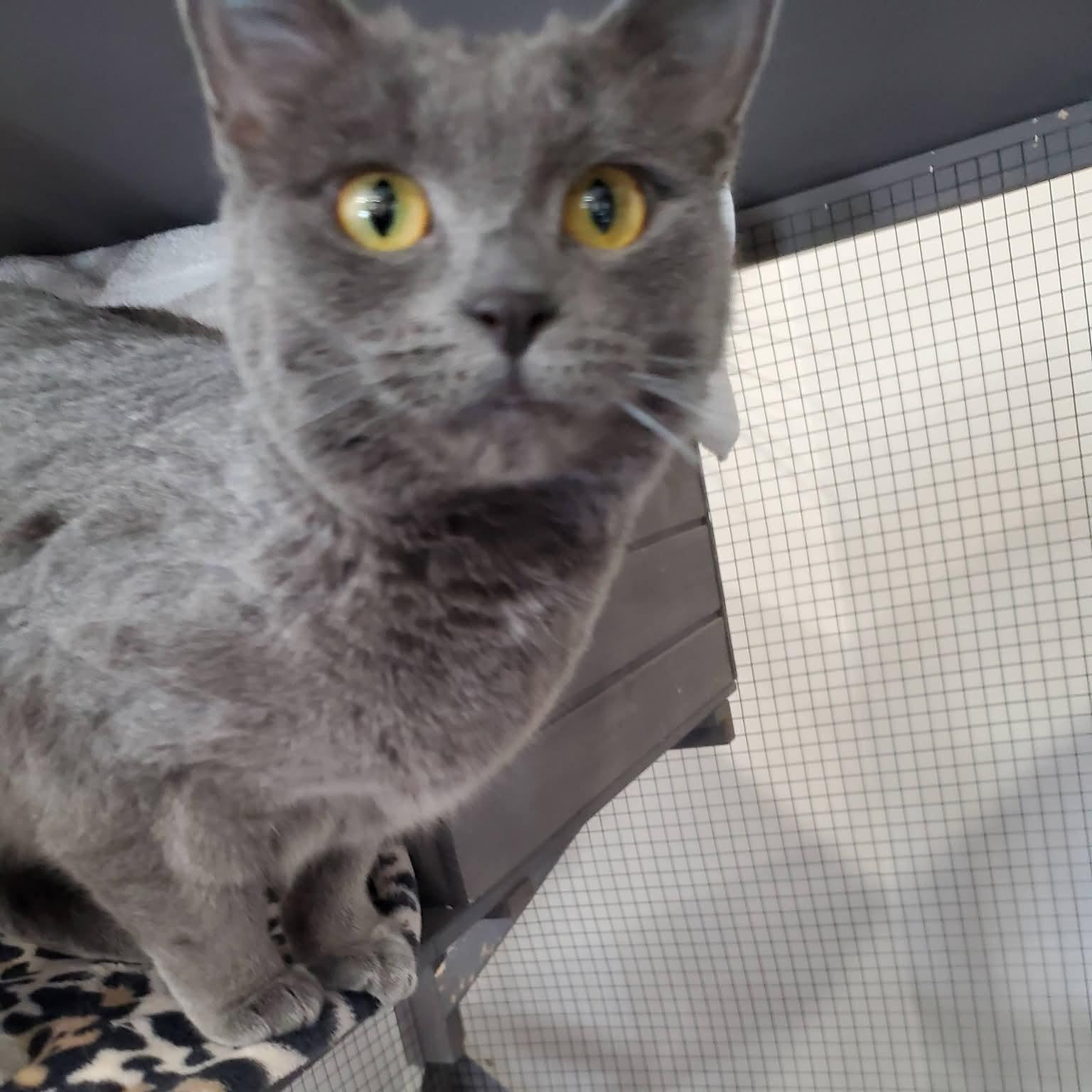 Enlarge Smokey, a ADOPTABLE mixed breed in South Park, PA image 3/4