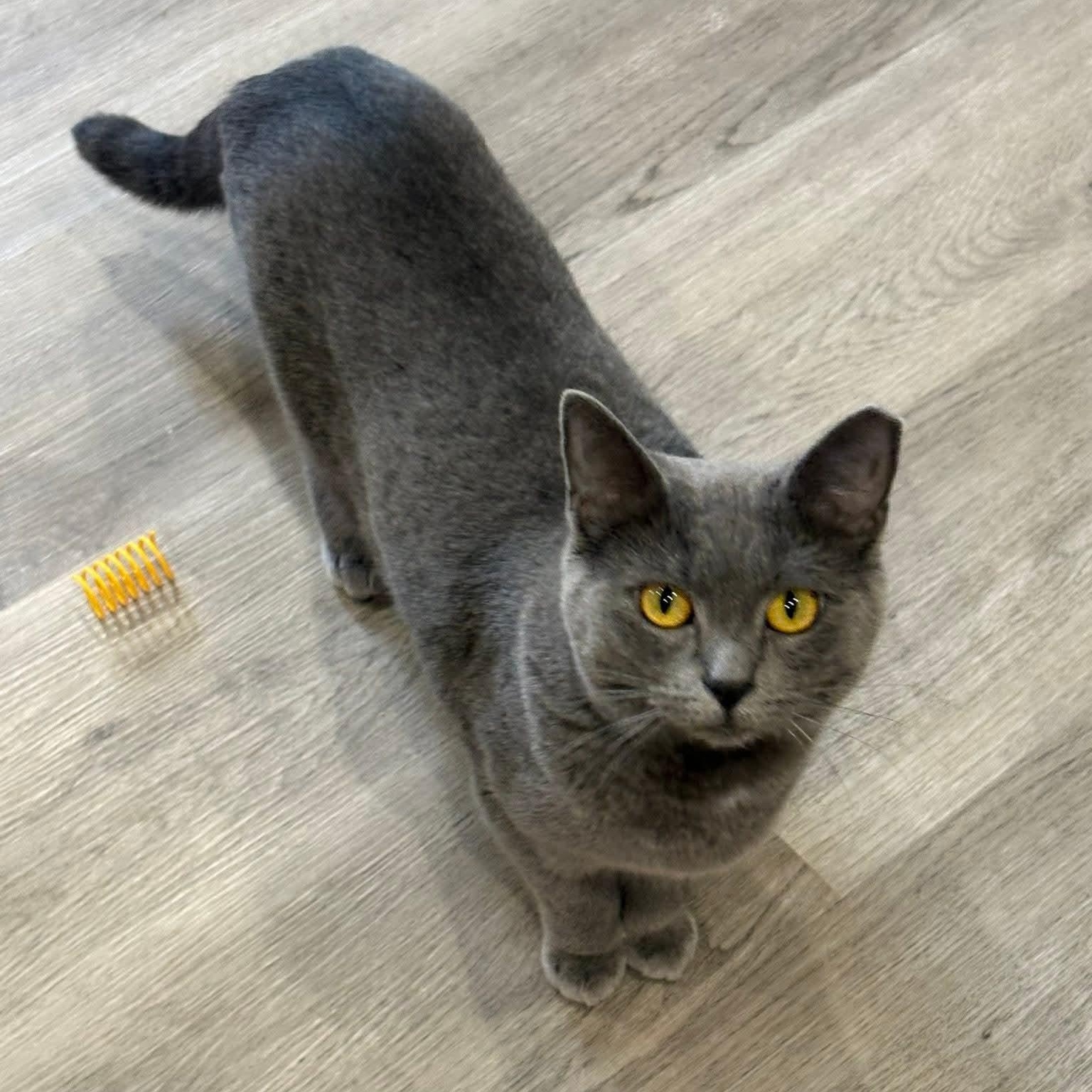 Enlarge Smokey, a ADOPTABLE mixed breed in South Park, PA image 2/4