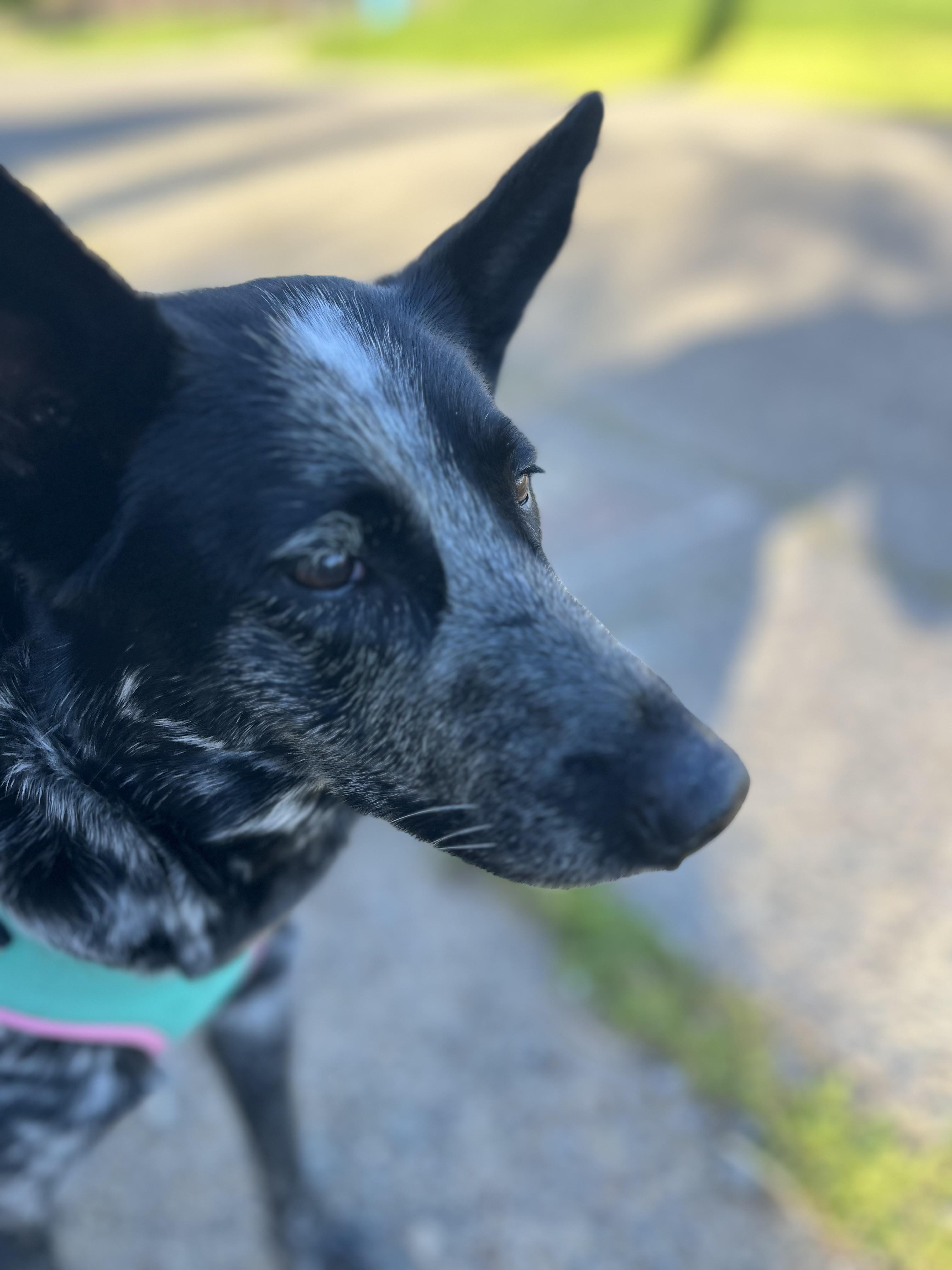 Salome, a ADOPTABLE Australian Cattle Dog / Blue Heeler in Rough And Ready, CA image 4/5