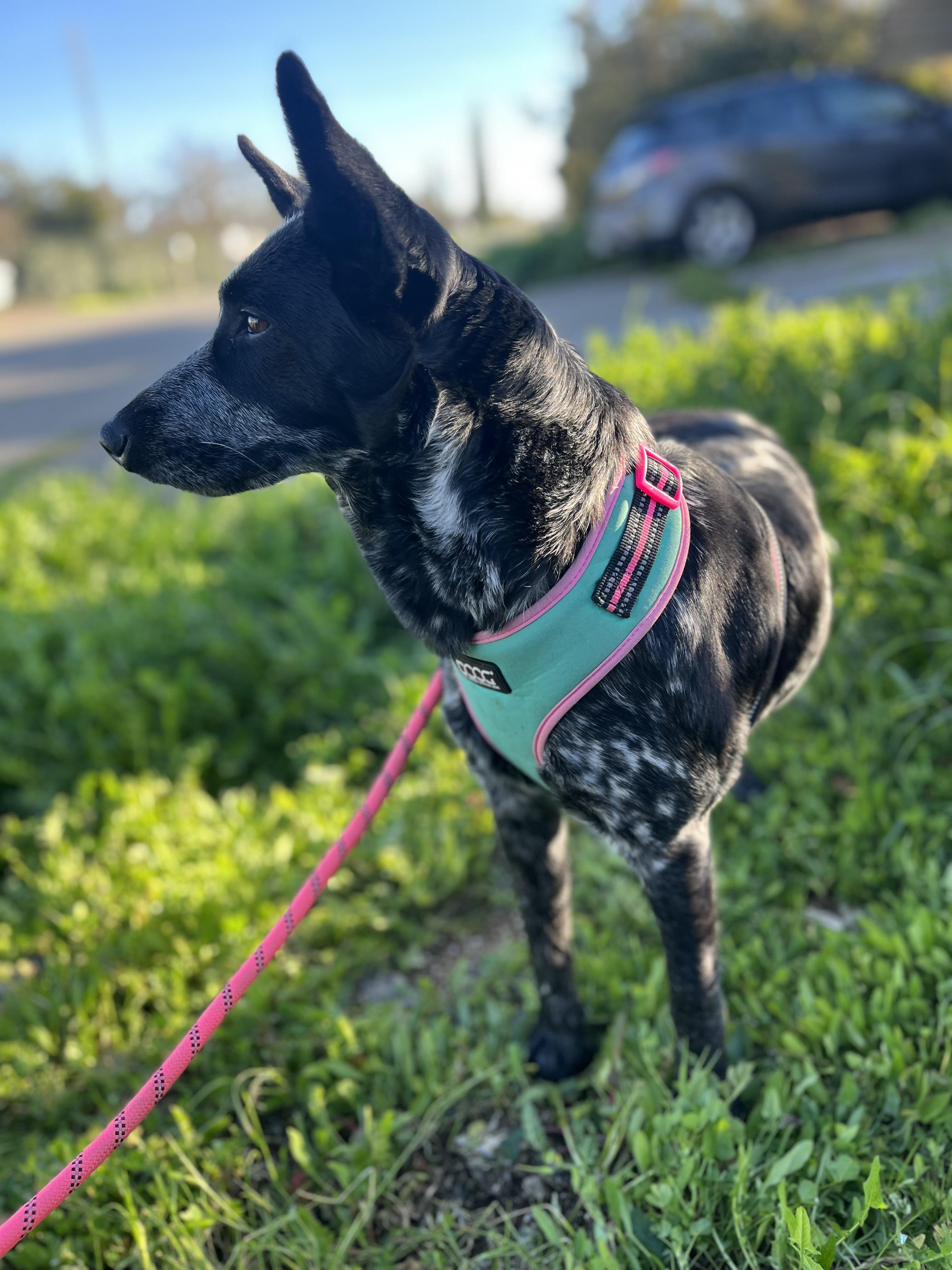 Salome, a ADOPTABLE Australian Cattle Dog / Blue Heeler in Rough And Ready, CA image 5/5
