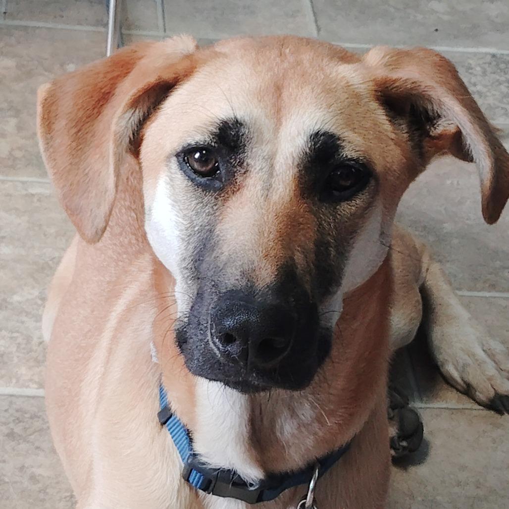Zoe, Adoptable, Young Female German Shepherd Dog & Mixed Breed.