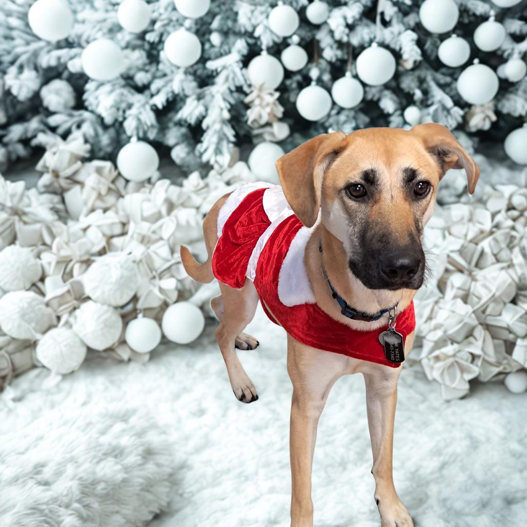 Enlarge Zoe, a Adoptable mixed breed in Tipton, IA image 2/3