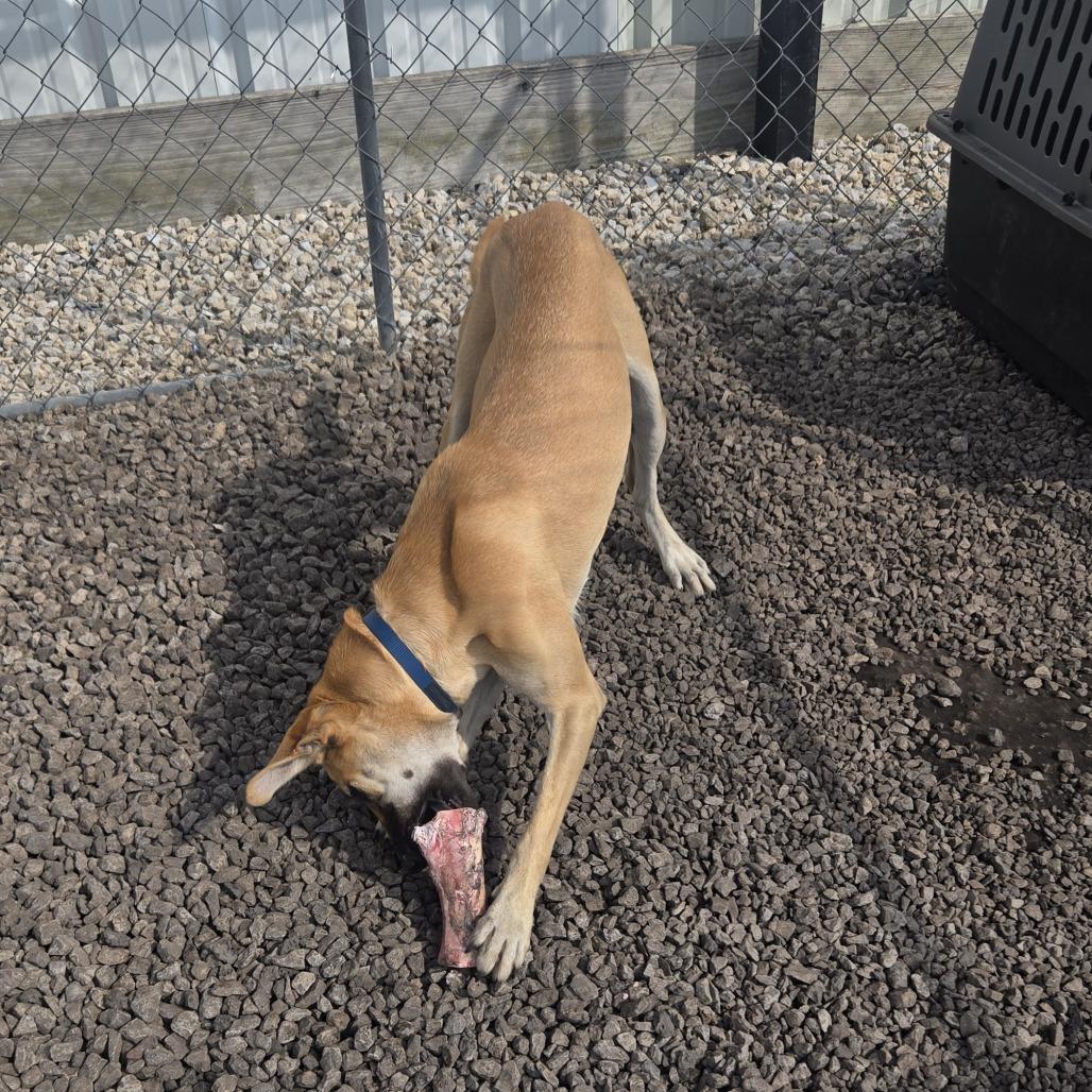 Enlarge Zoe, a Adoptable mixed breed in Tipton, IA image 3/3