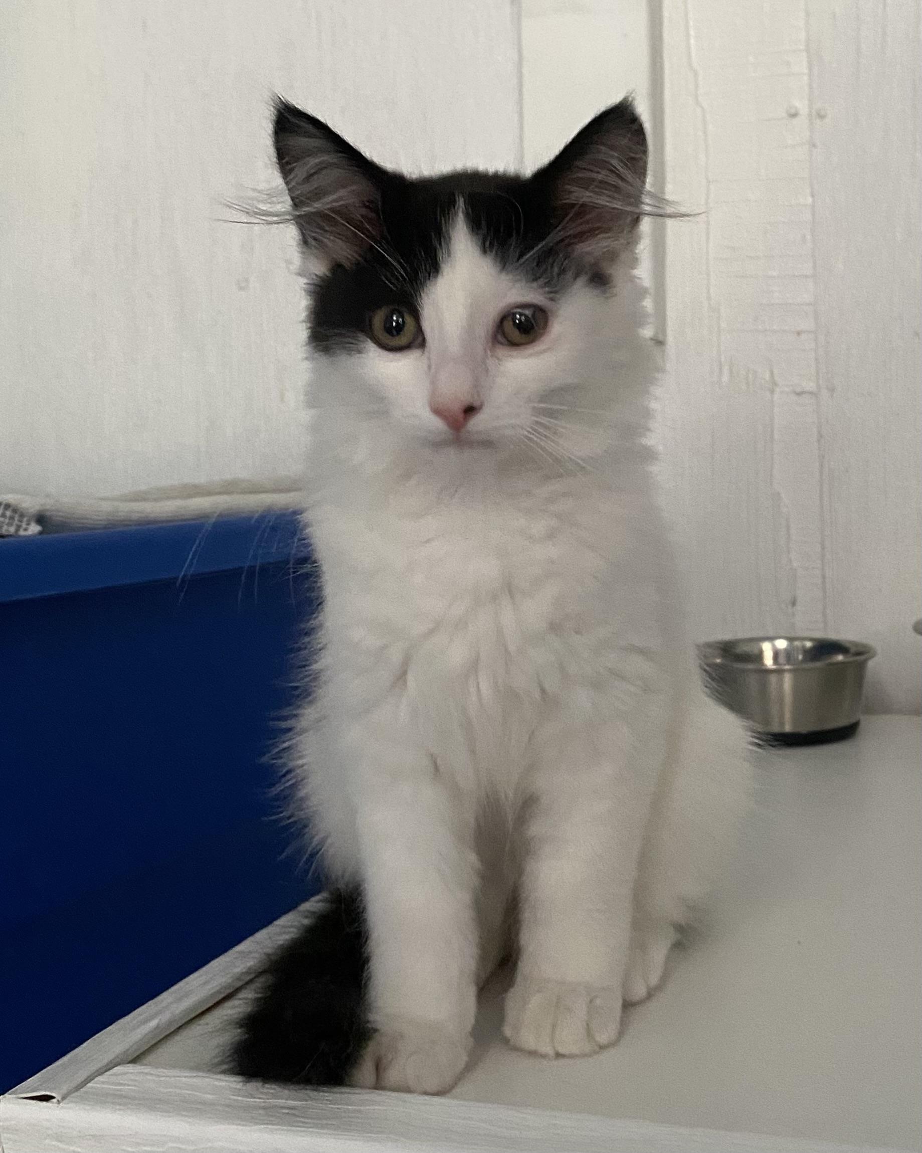 Enlarge Bisou, an adoptable Domestic Long Hair in Stanstead, QC image 2/5