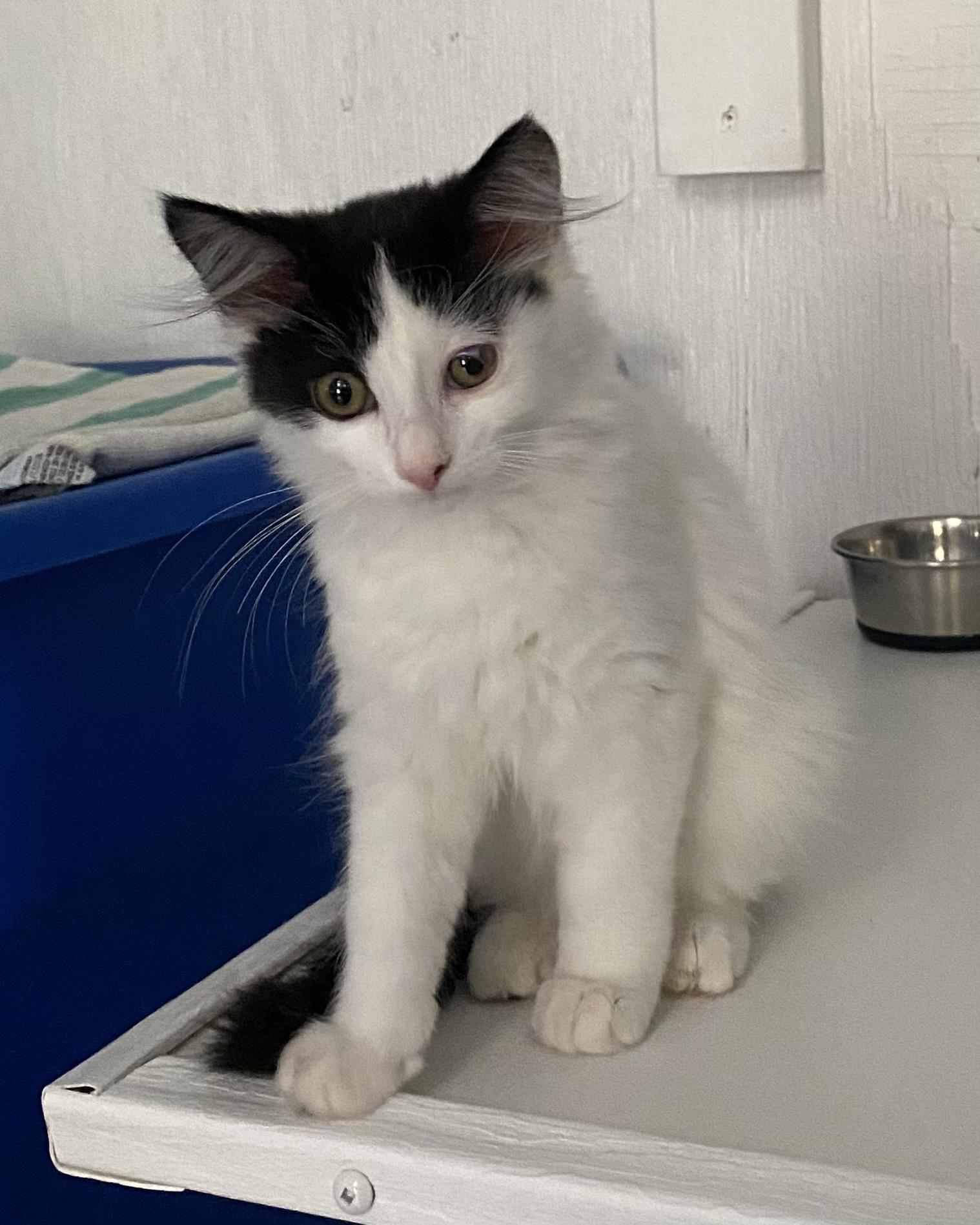 Enlarge Bisou, an adoptable Domestic Long Hair in Stanstead, QC image 3/5
