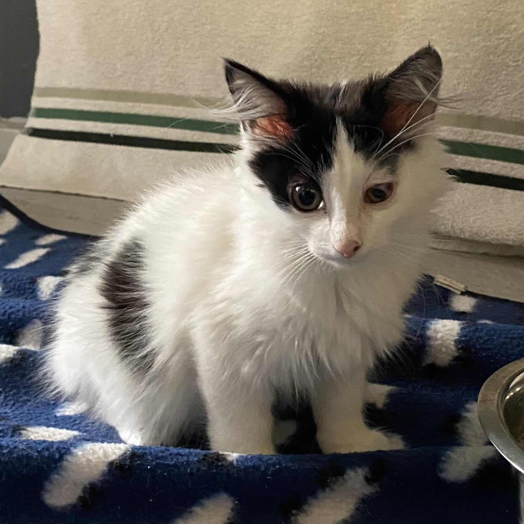 Bisou, adoptable, Kitten Male Domestic Long Hair.