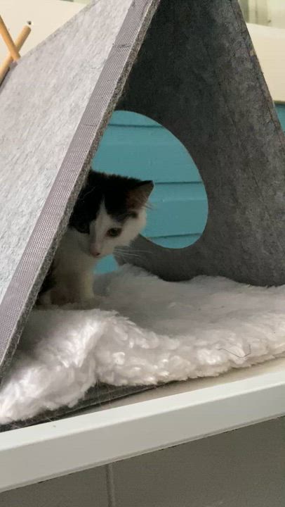 Enlarge Bisou, an adoptable Domestic Long Hair in Stanstead, QC video 5/5