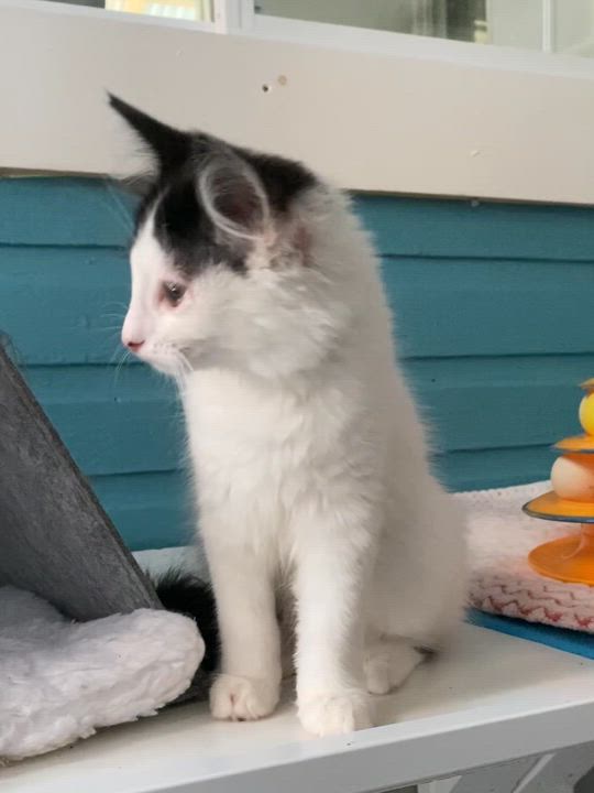 Enlarge Bisou, an adoptable Domestic Long Hair in Stanstead, QC video 4/5