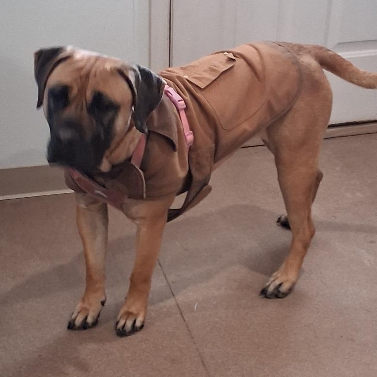 Snookie, Adoptable, Adult Female Mastiff & Mixed Breed.